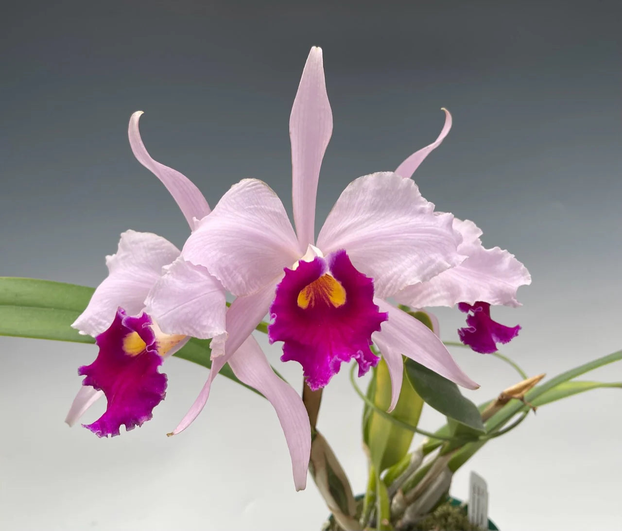 Cattleya Duvaliana x Brassavola cucullata (10 baby plants)