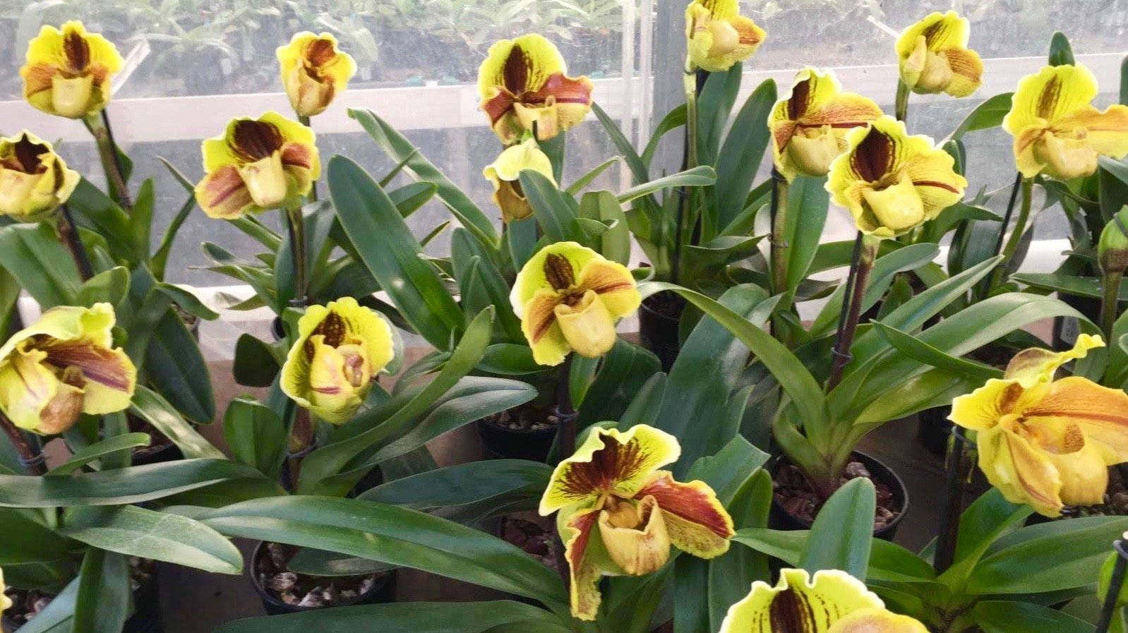 Paphiopedilum Lippewunder