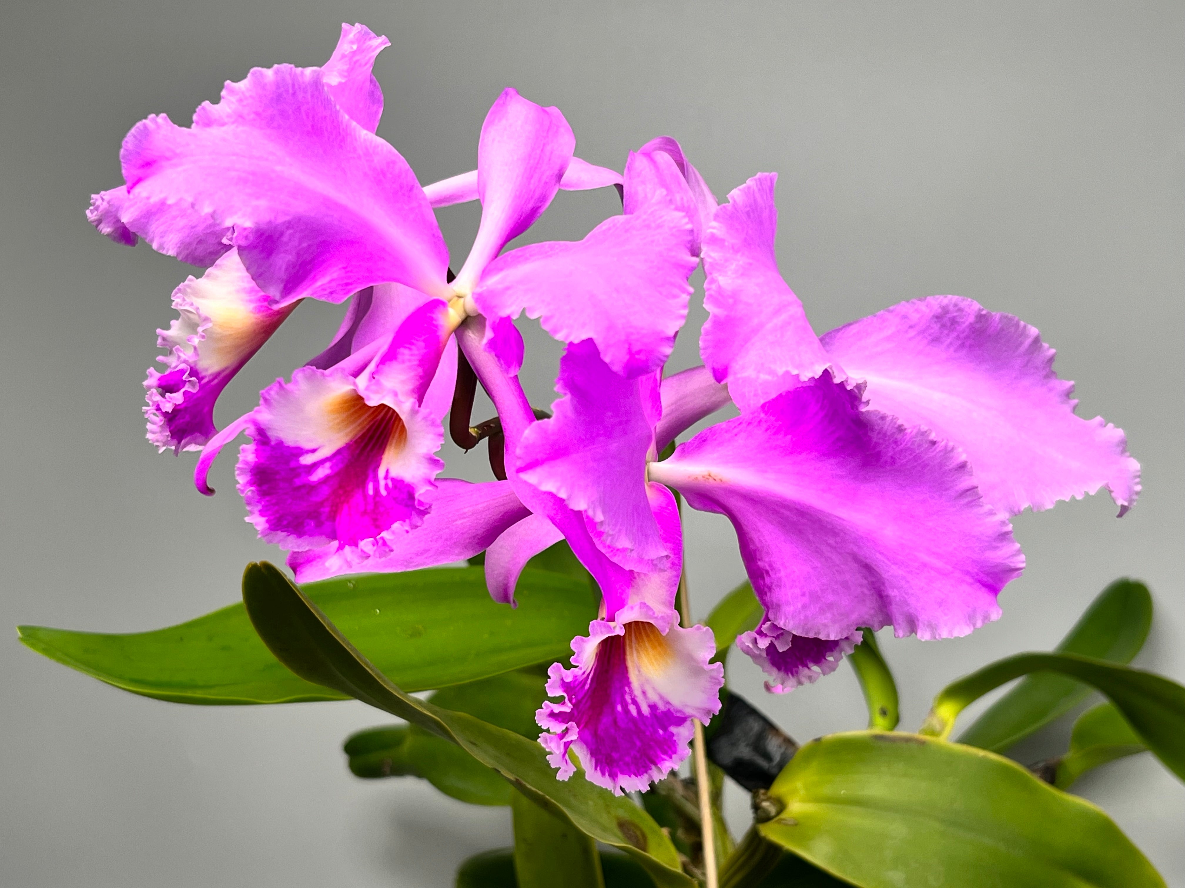 Cattleya warneri