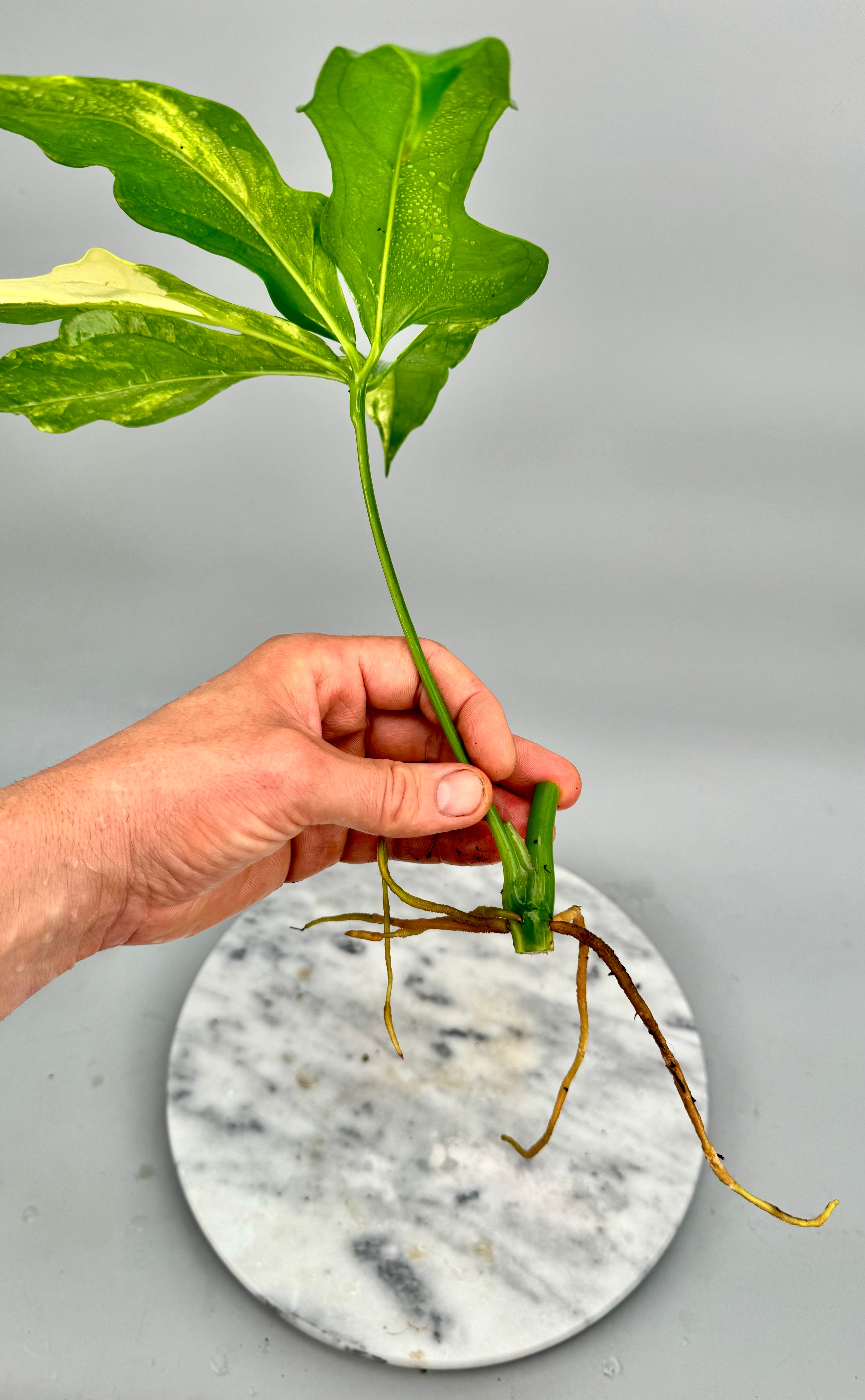 Anthurium pentaphyllum Variegata 'Costa Rica' 1 Blatt (Schneiden)