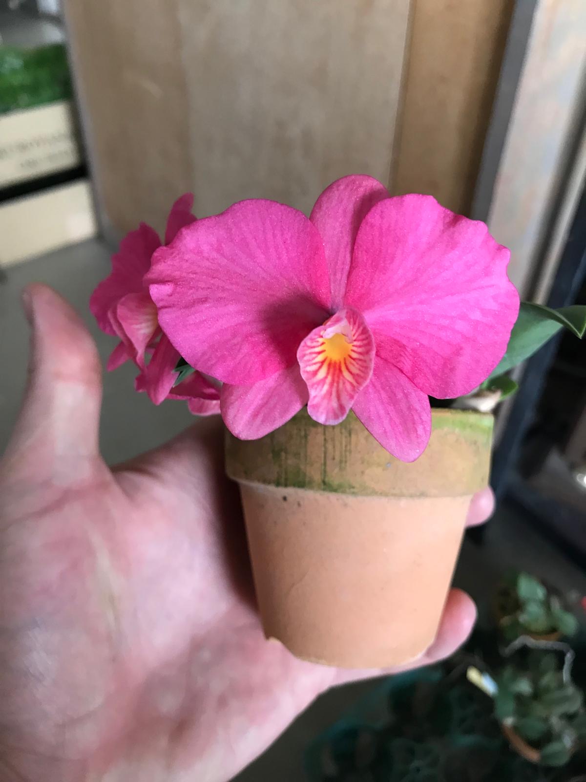 Sophronitis wittigiana "Tokyo Special Selection"