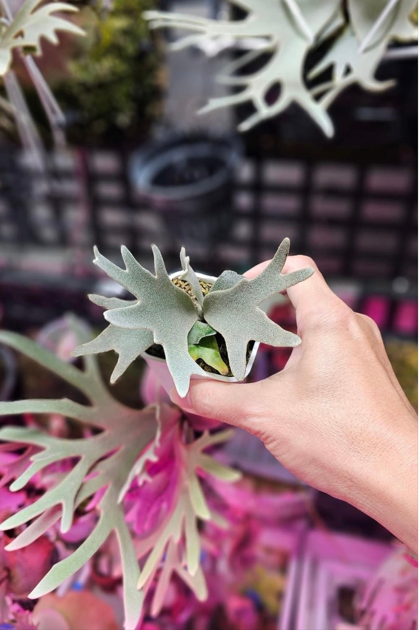 Platycerium willinckii "Yellow Moon" Dwarf