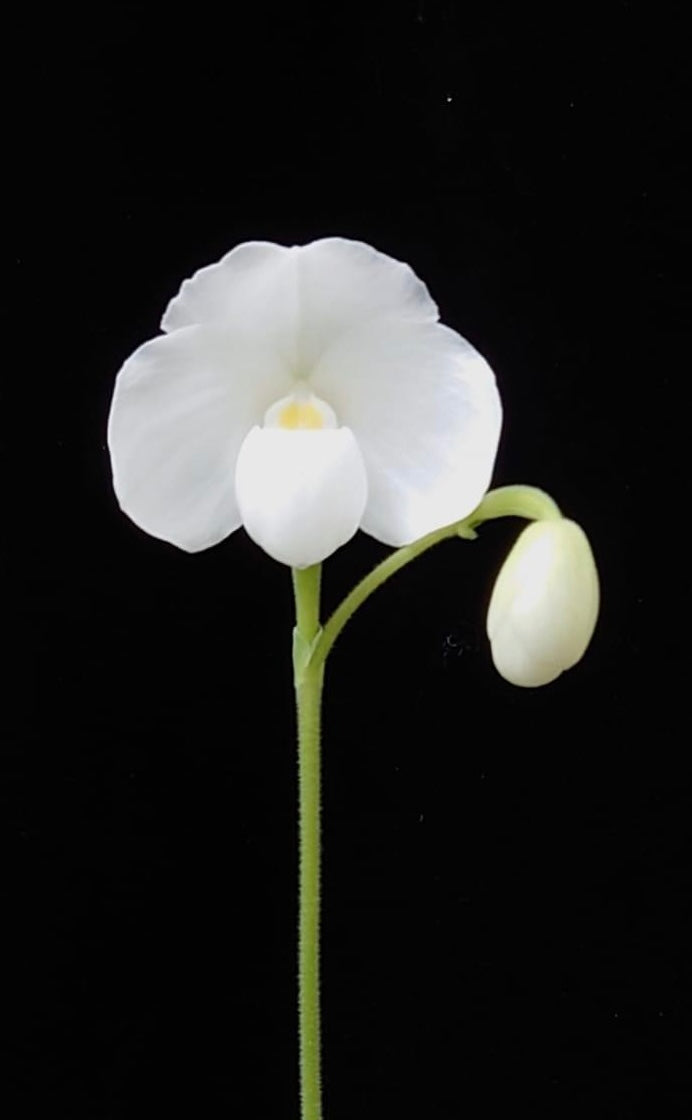 Paphiopedilum niveum albo