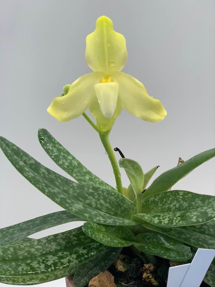 Paphiopedilum concolor striatum var alba