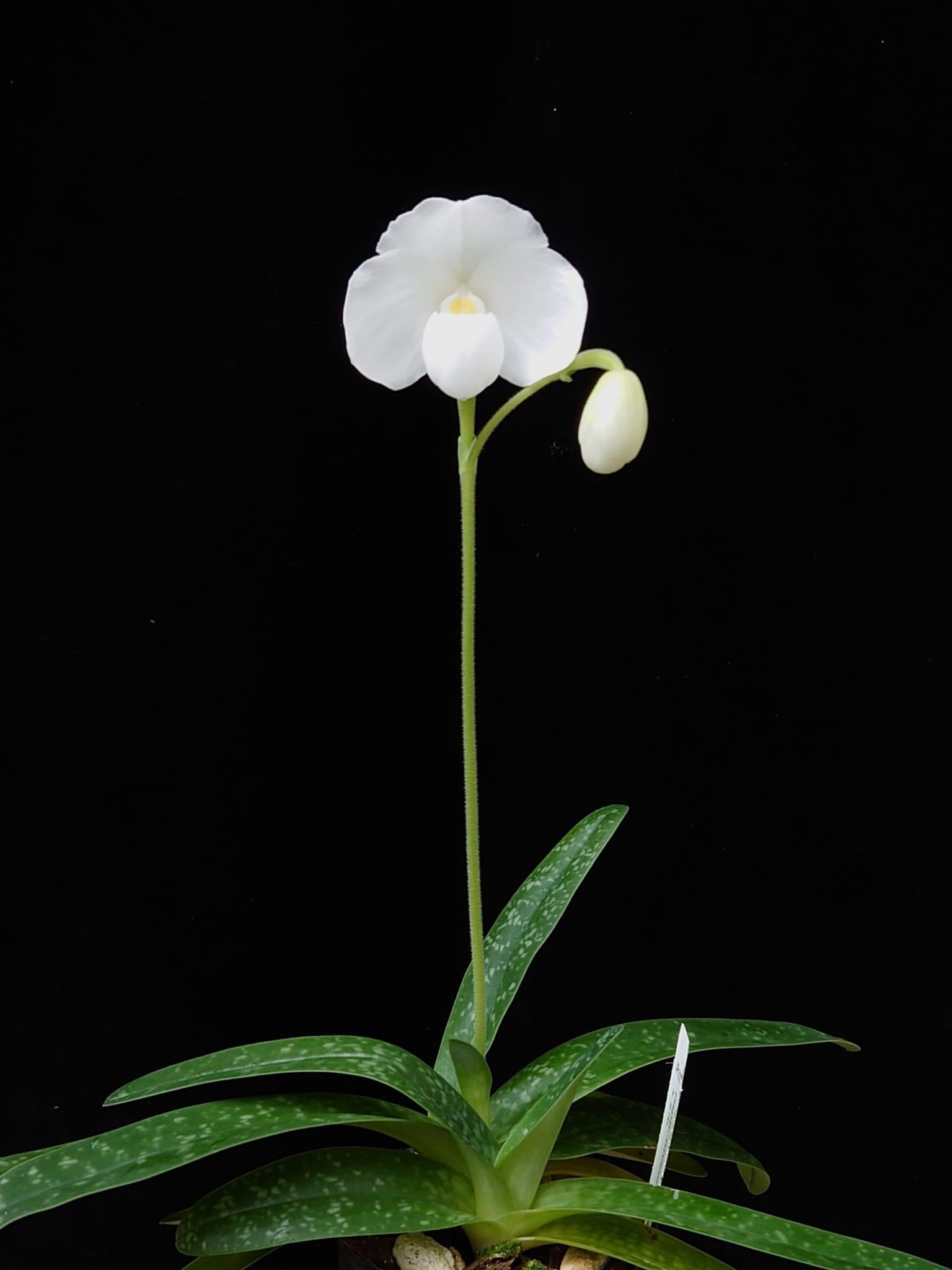 Paphiopedilum niveum albo