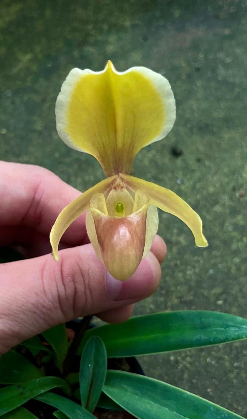 Paphiopedilum helenae
