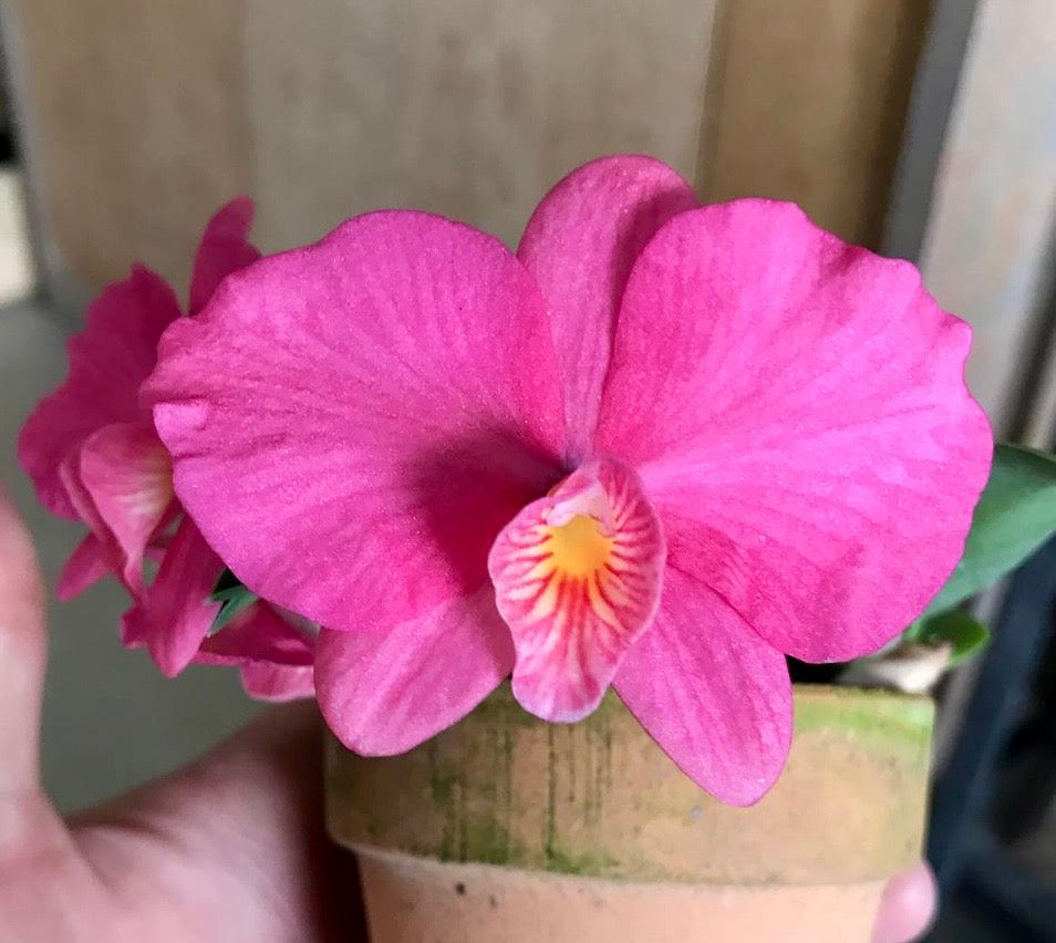 Sophronitis wittigiana "Tokyo Special Selection"