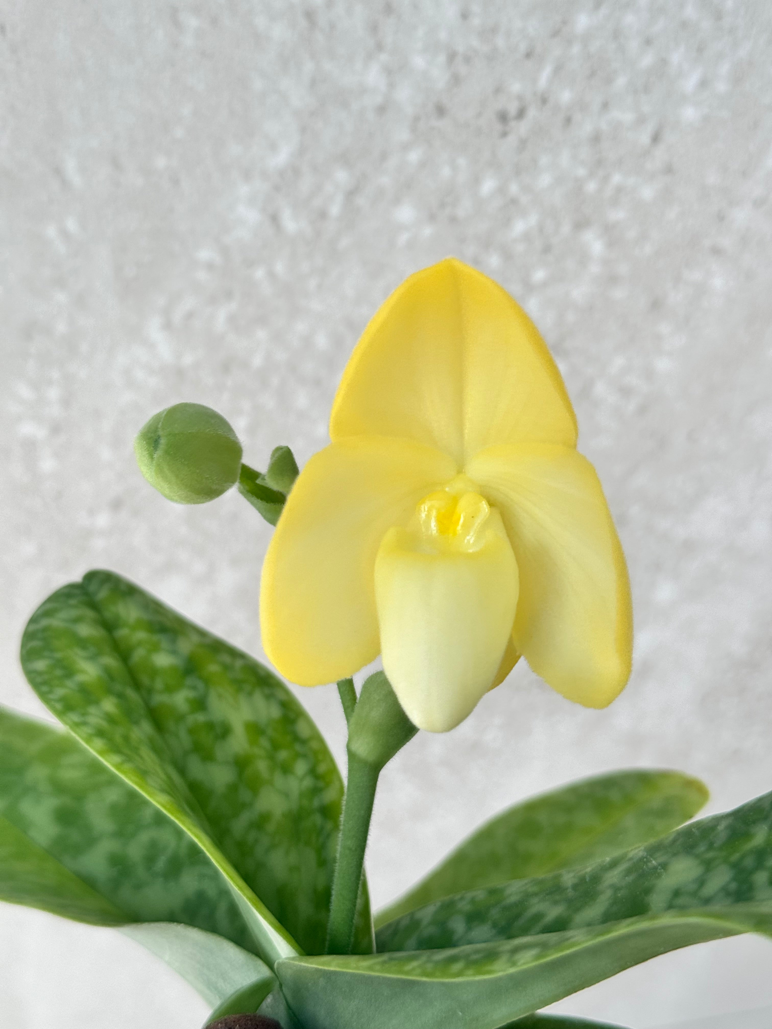 Paphiopedilum concolor alba
