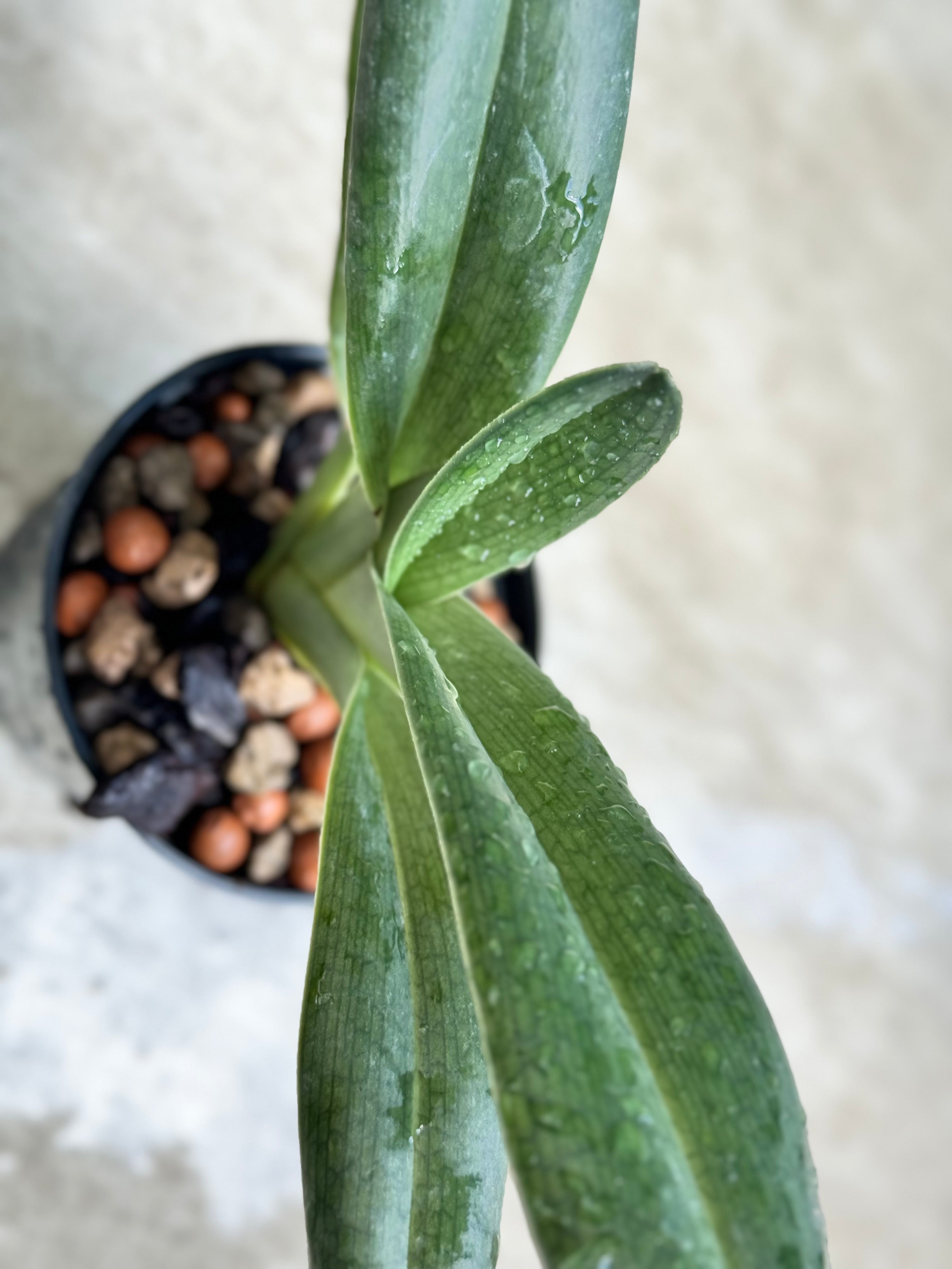 Paphiopedilum anitum ‘Dark Bear’