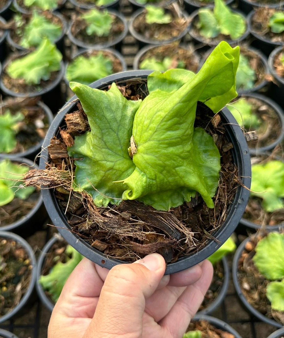 Platycerium coronarium ‘dwarf’