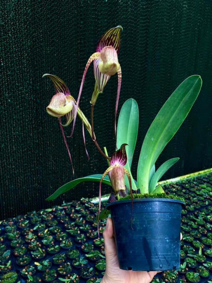 Paphiopedilum adductum (Groß Pflanze)
