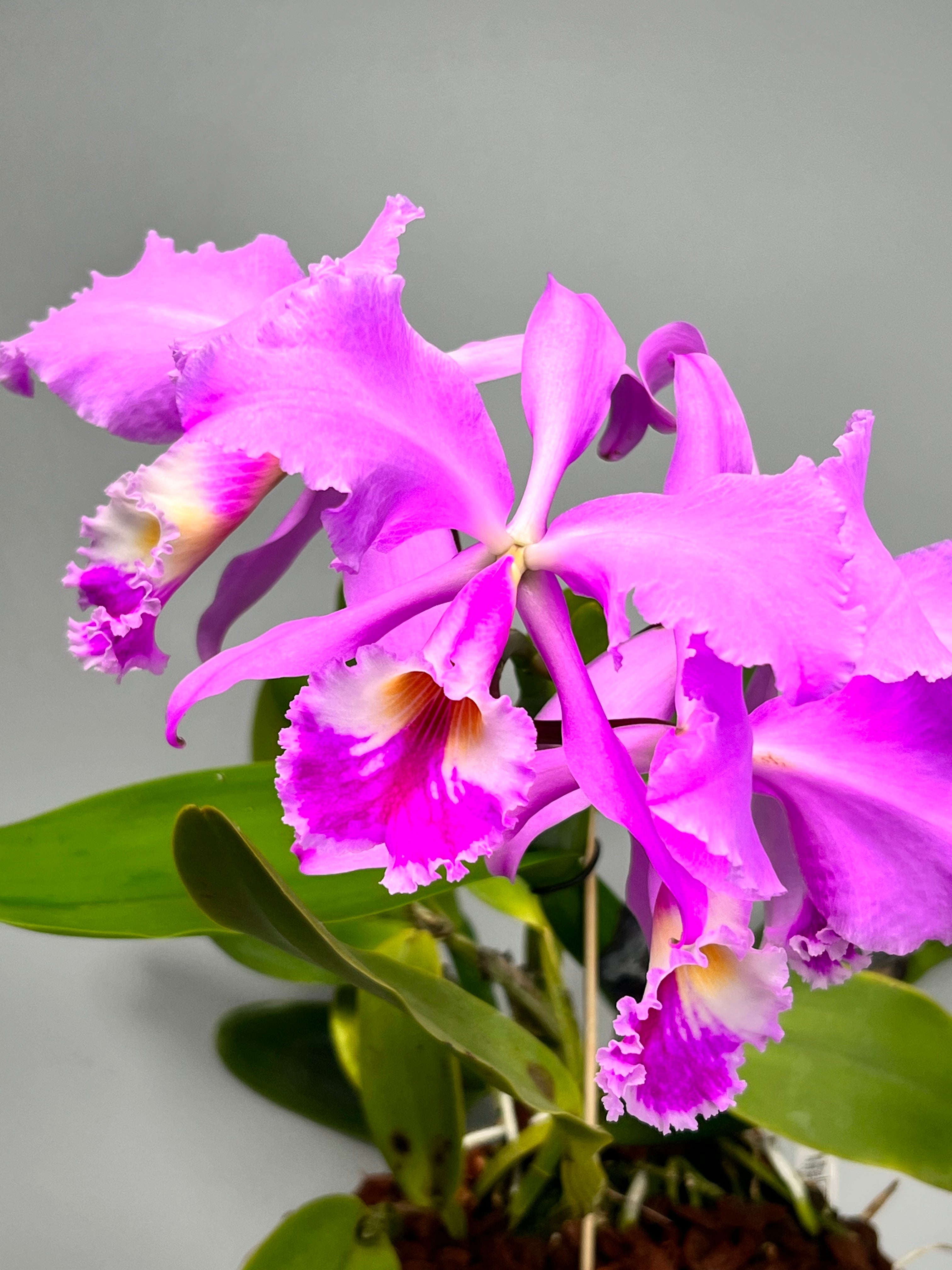 Cattleya warneri