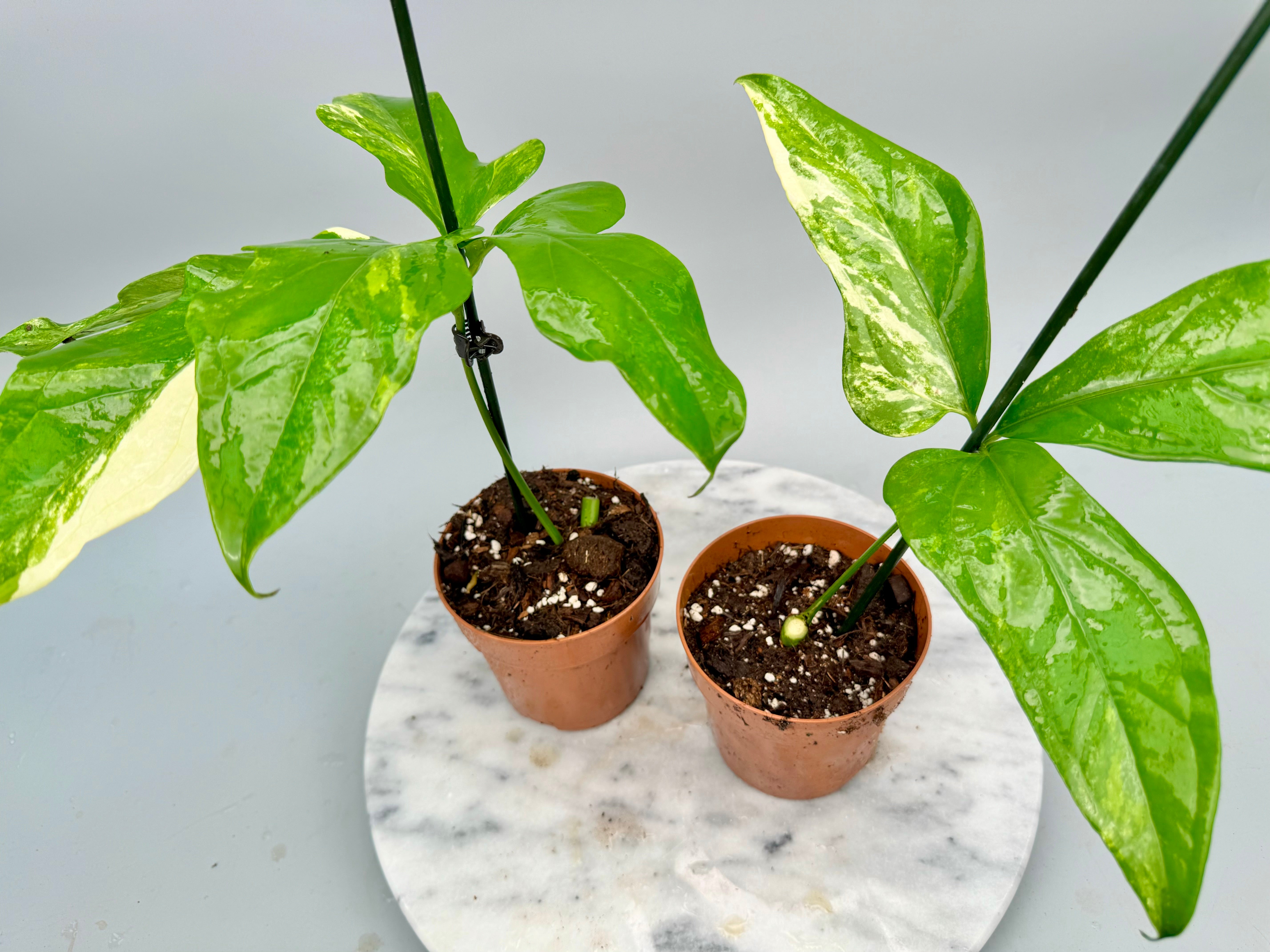 Anthurium pentaphyllum Variegata 'Costa Rica' 1 Leaf (Cutting)