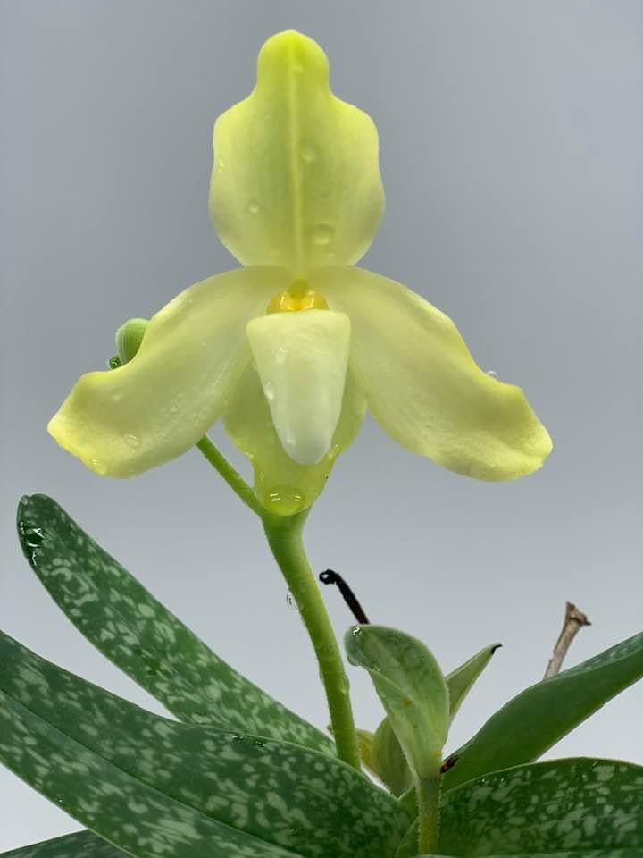 Paphiopedilum concolor striatum var alba