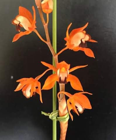 Coelogyne ecarinata