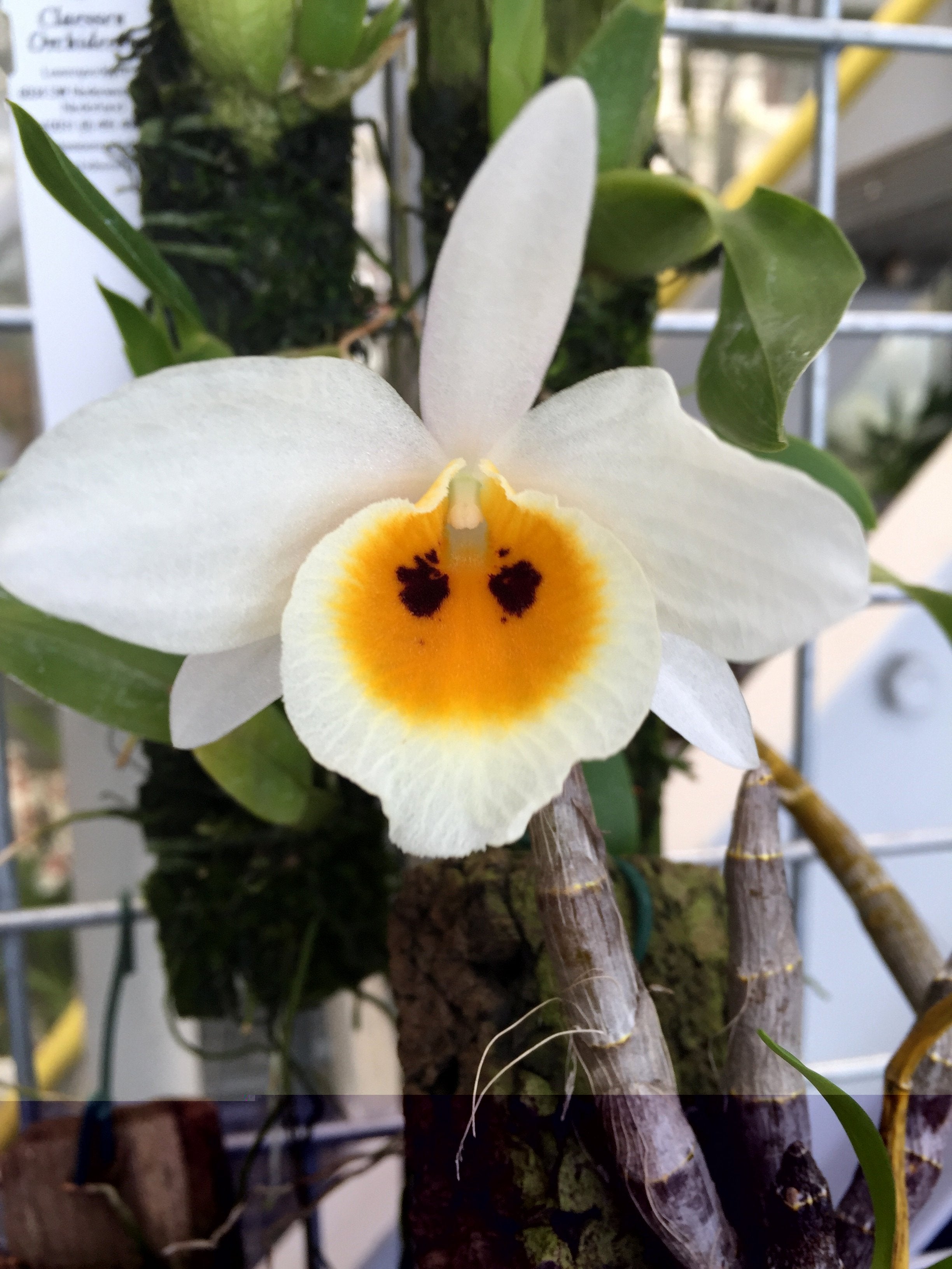 Dendrobium bensoniae orchid with big white flower and yellow lip