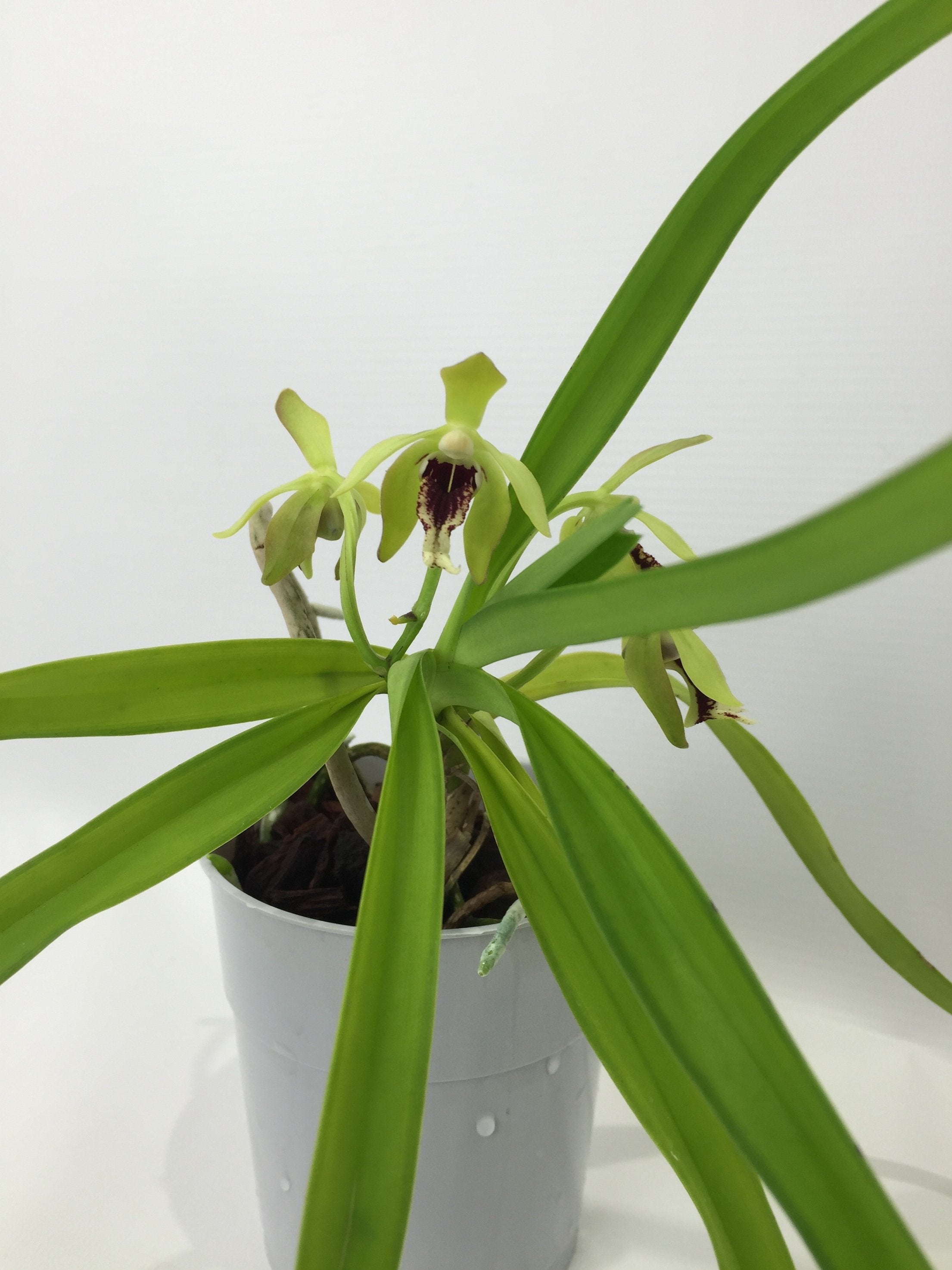 Vanda cristata (Small Plant)