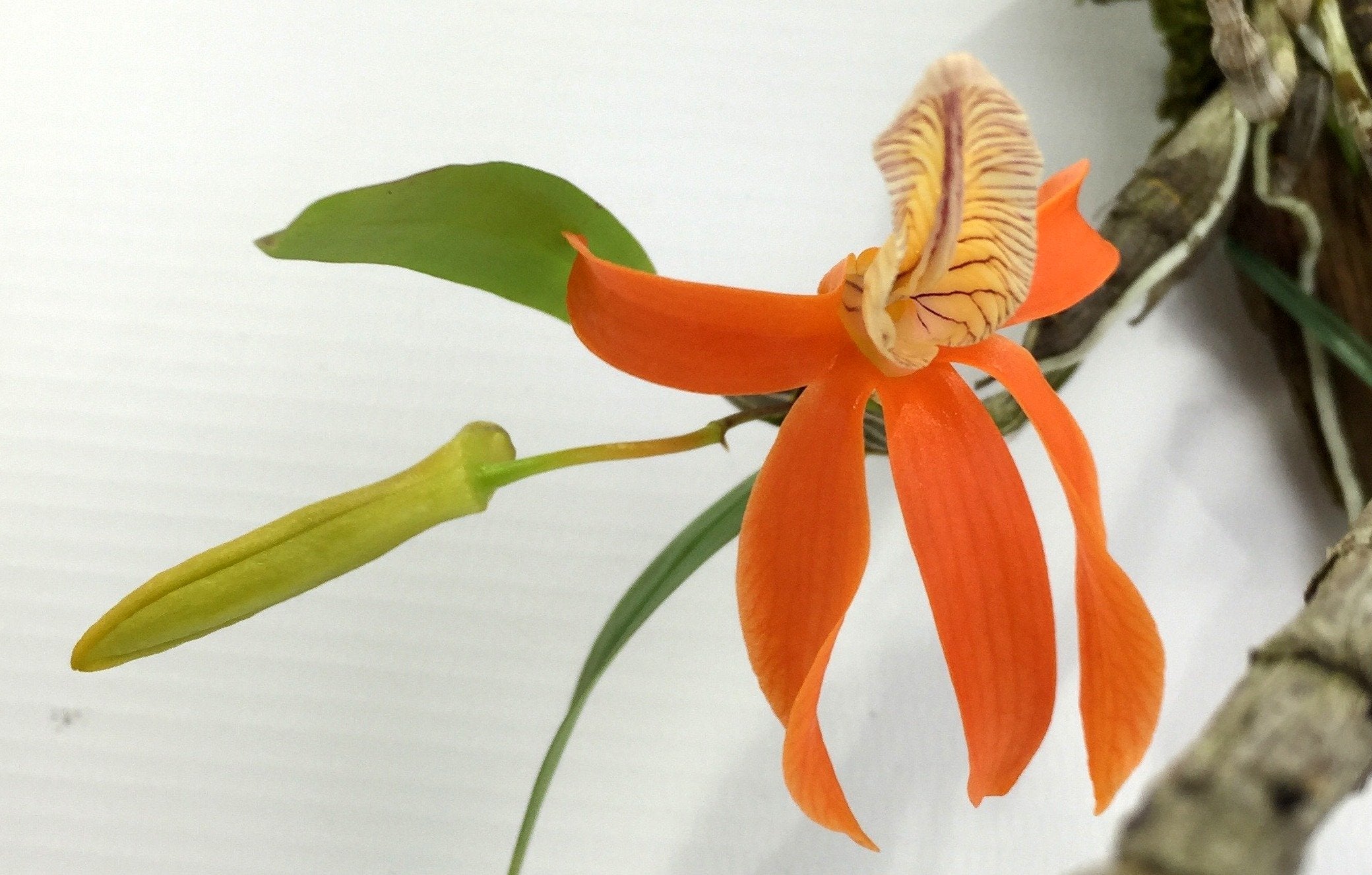 Dendrobium unicum