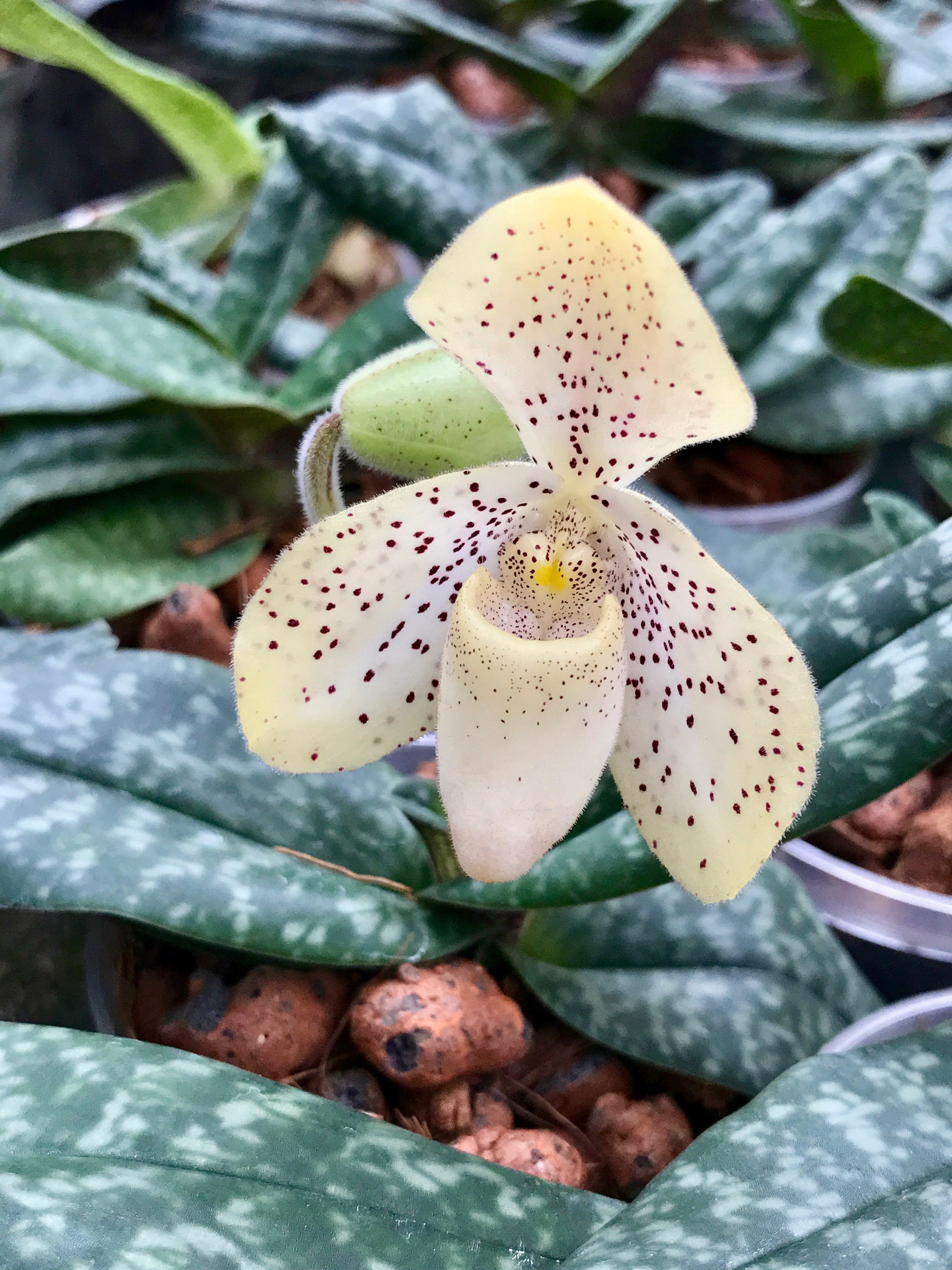 Paphiopedilum concolor