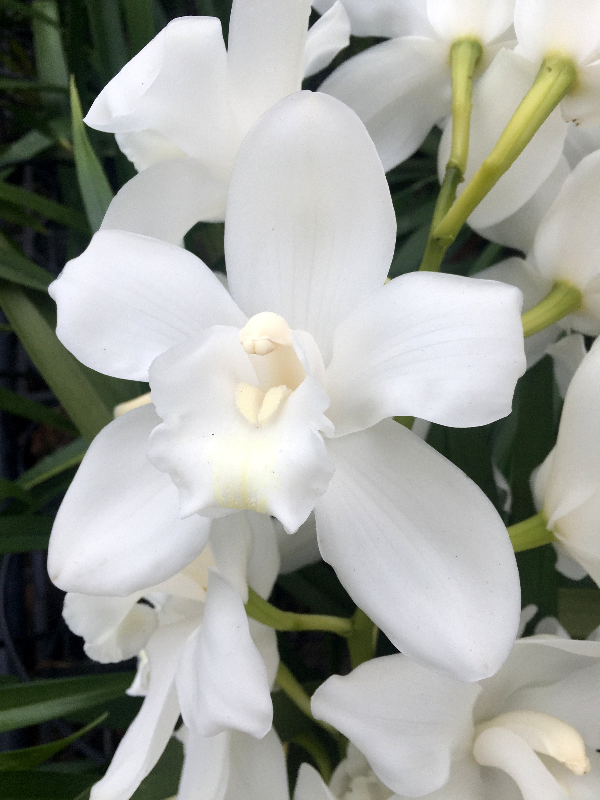 Cymbidium White Snow Blossom 4N