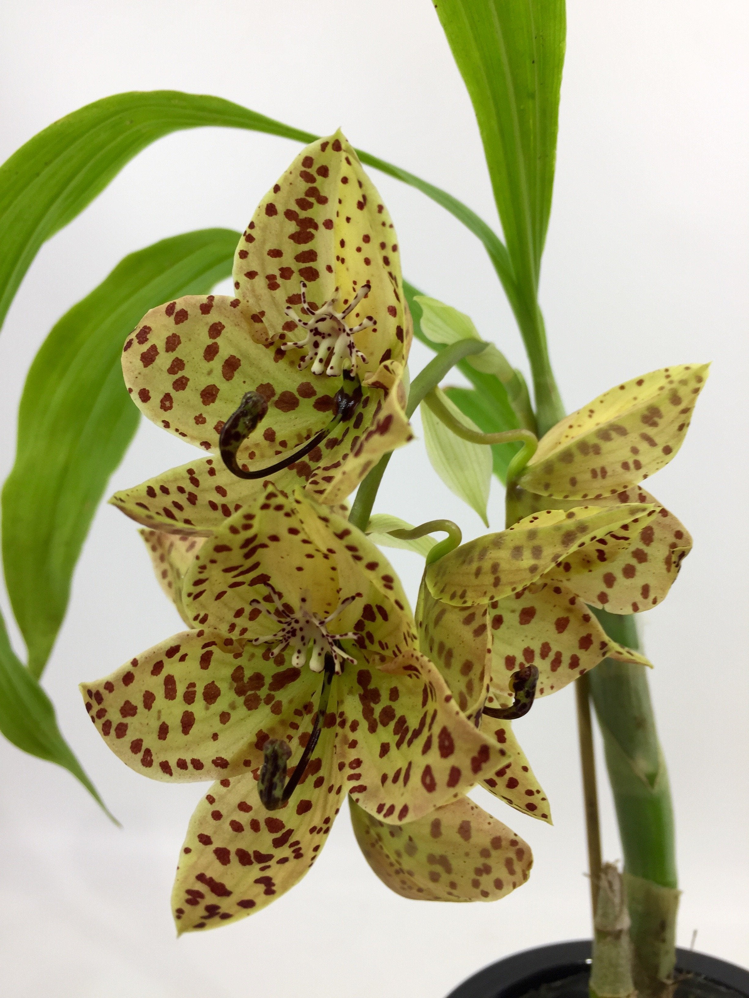 Cycnoches barthiorum "Pink Dove"