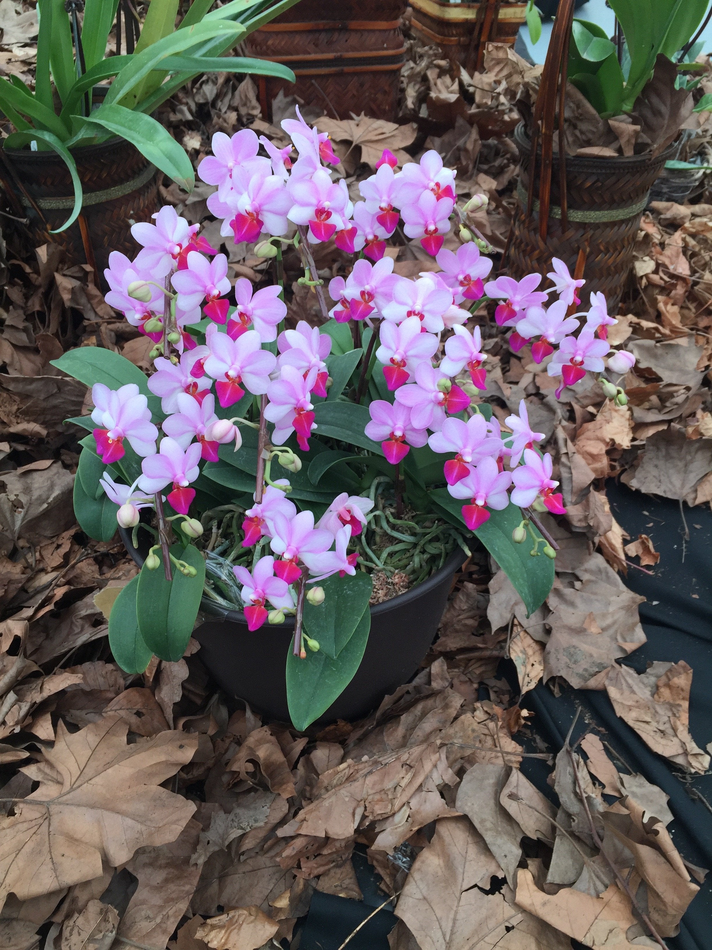 Phalaenopsis Liu's Berry "Orch House"