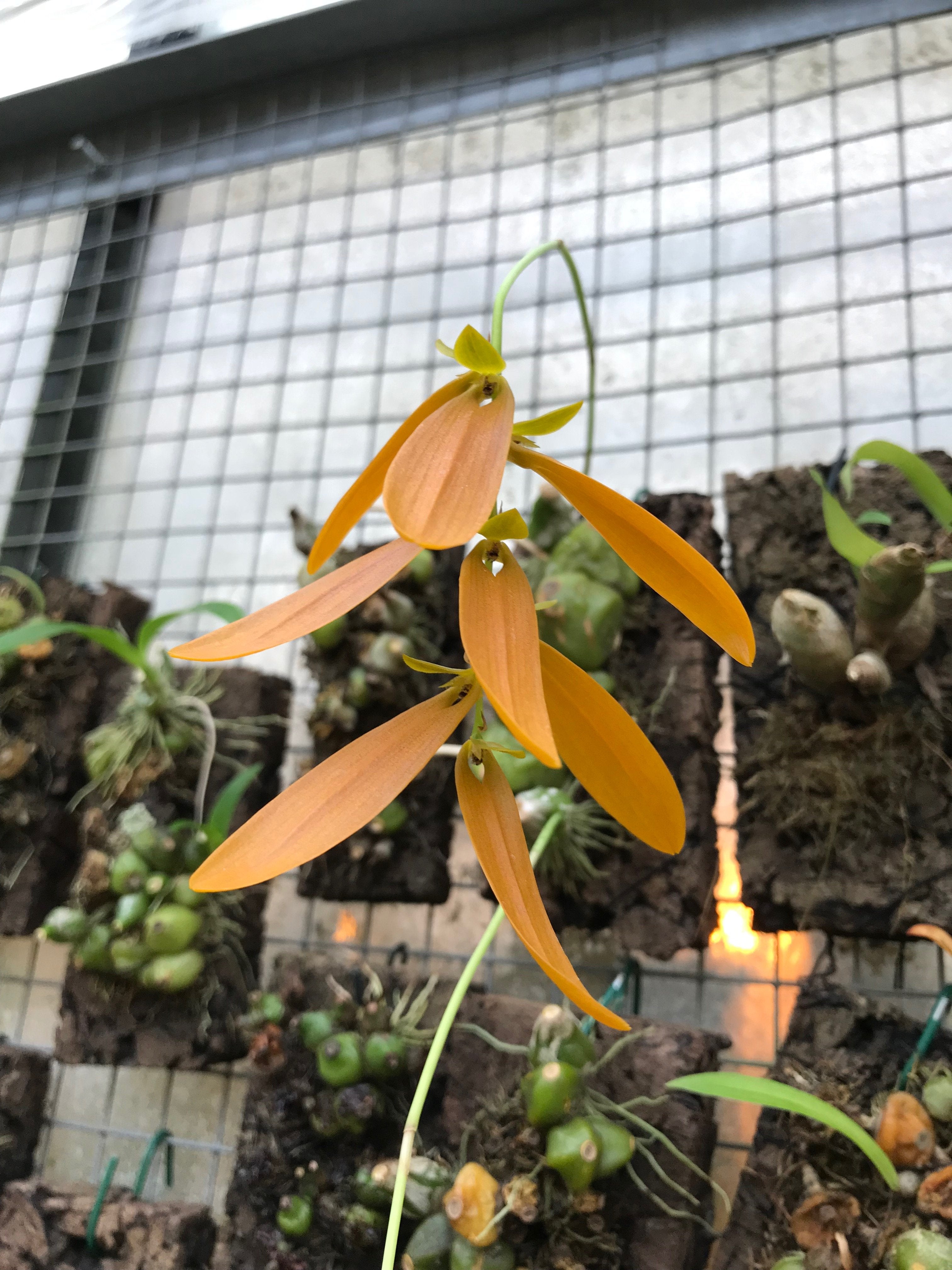 Bulbophyllum khaoyaiense