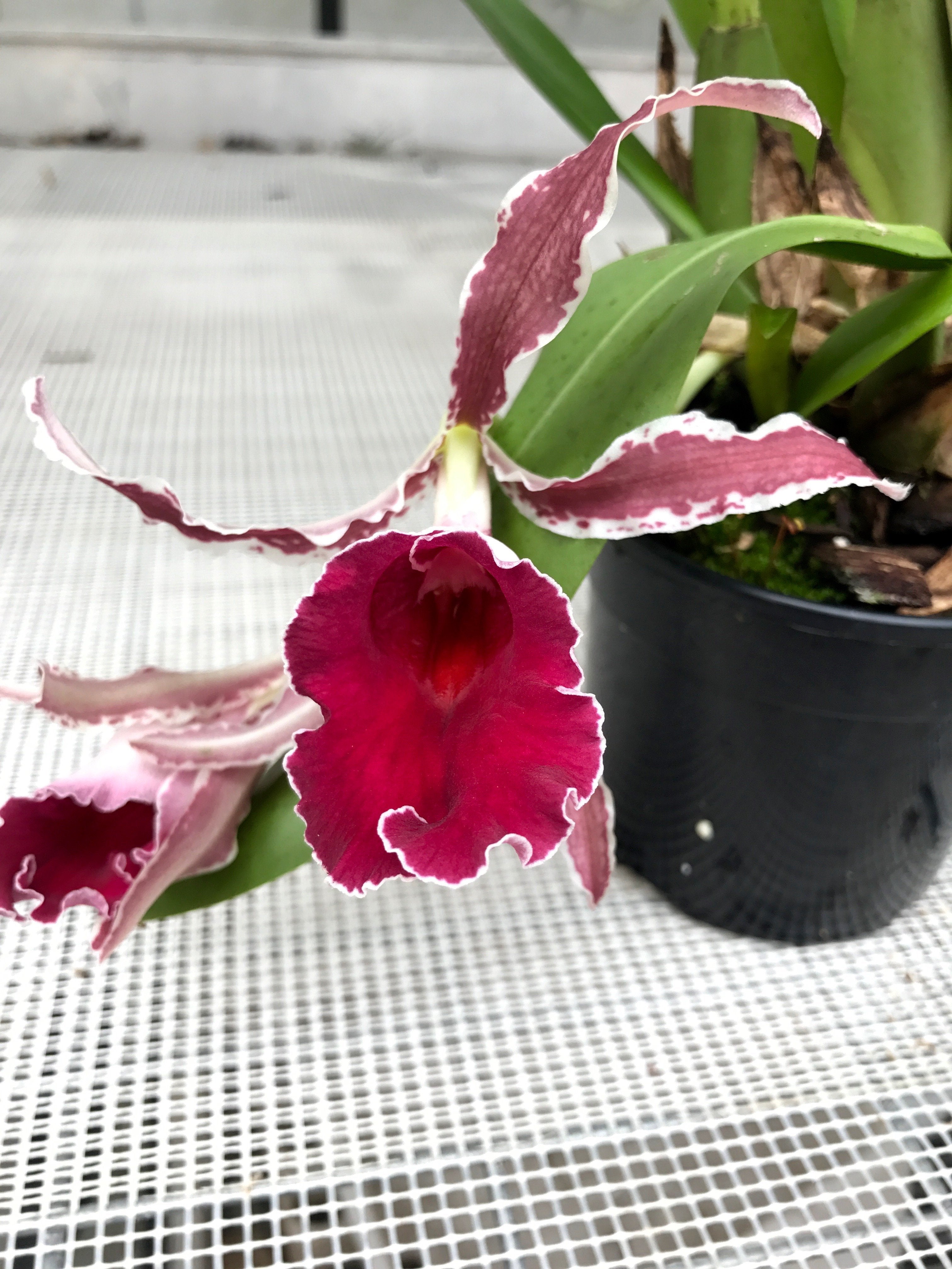 Trichopilia coccinea "Dunkelrot" (Groß)