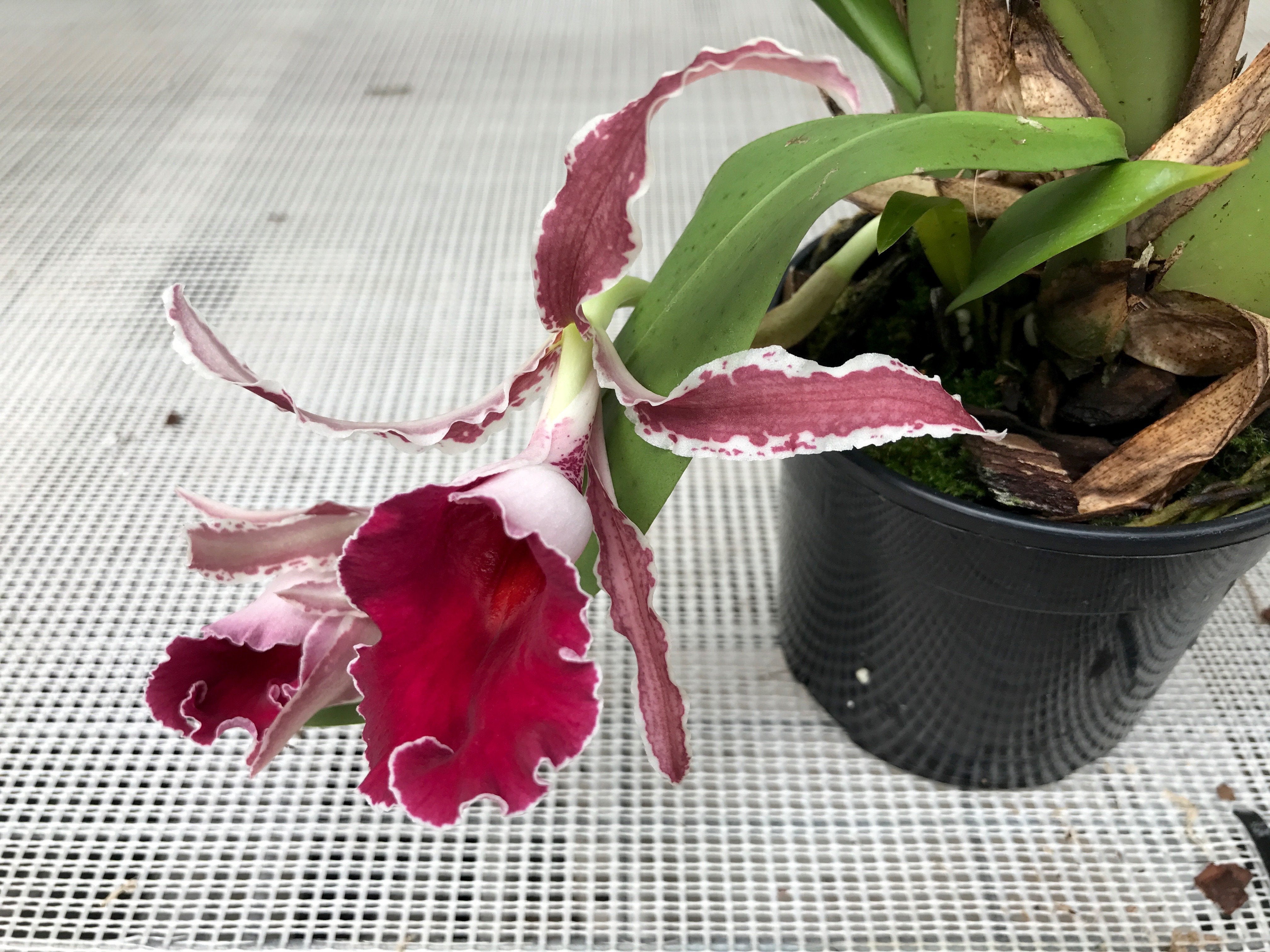 Trichopilia coccinea "Dark Red"
