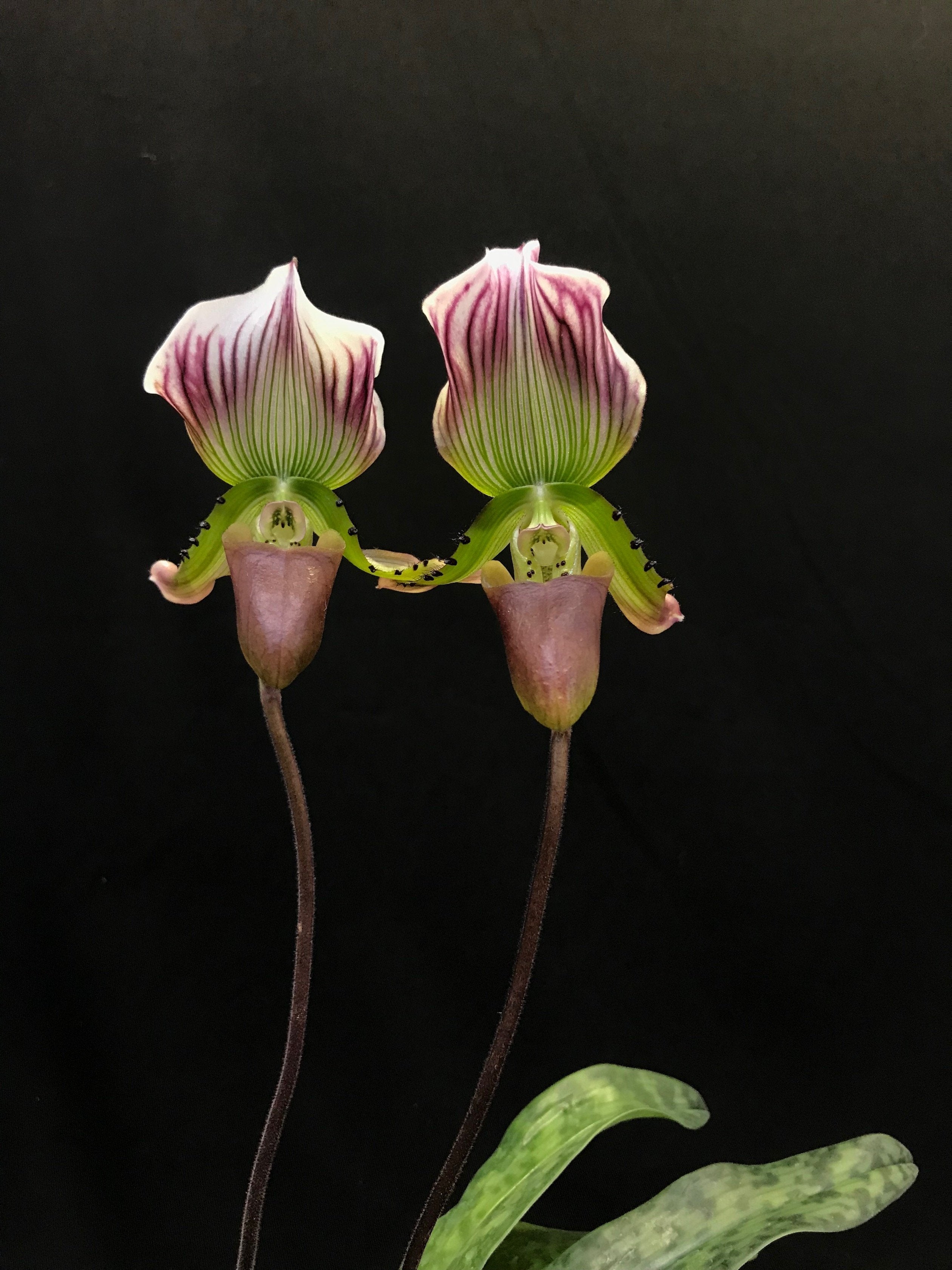 Paphiopedilum callosum "Khemer"