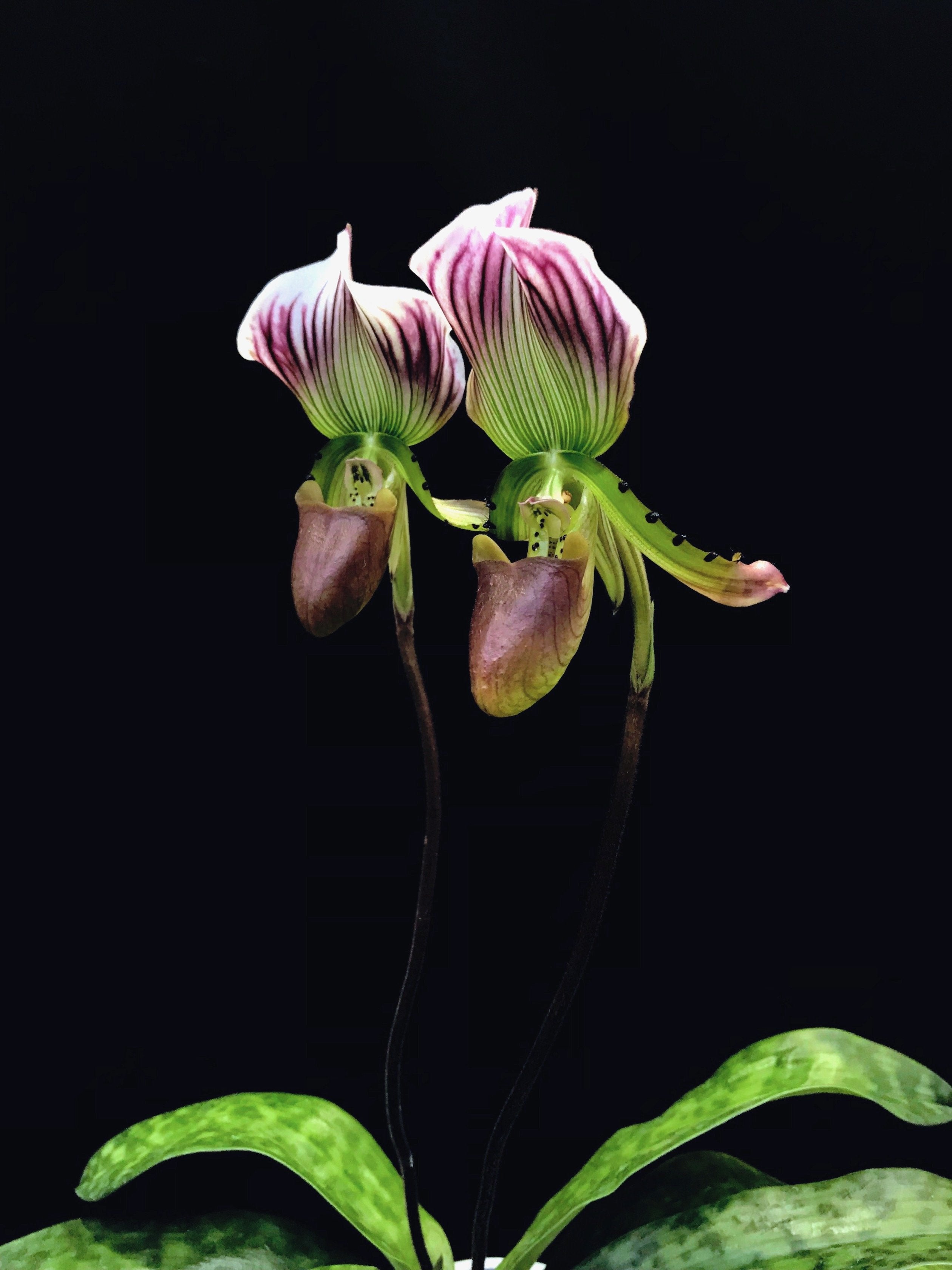Paphiopedilum callosum "Khemer"