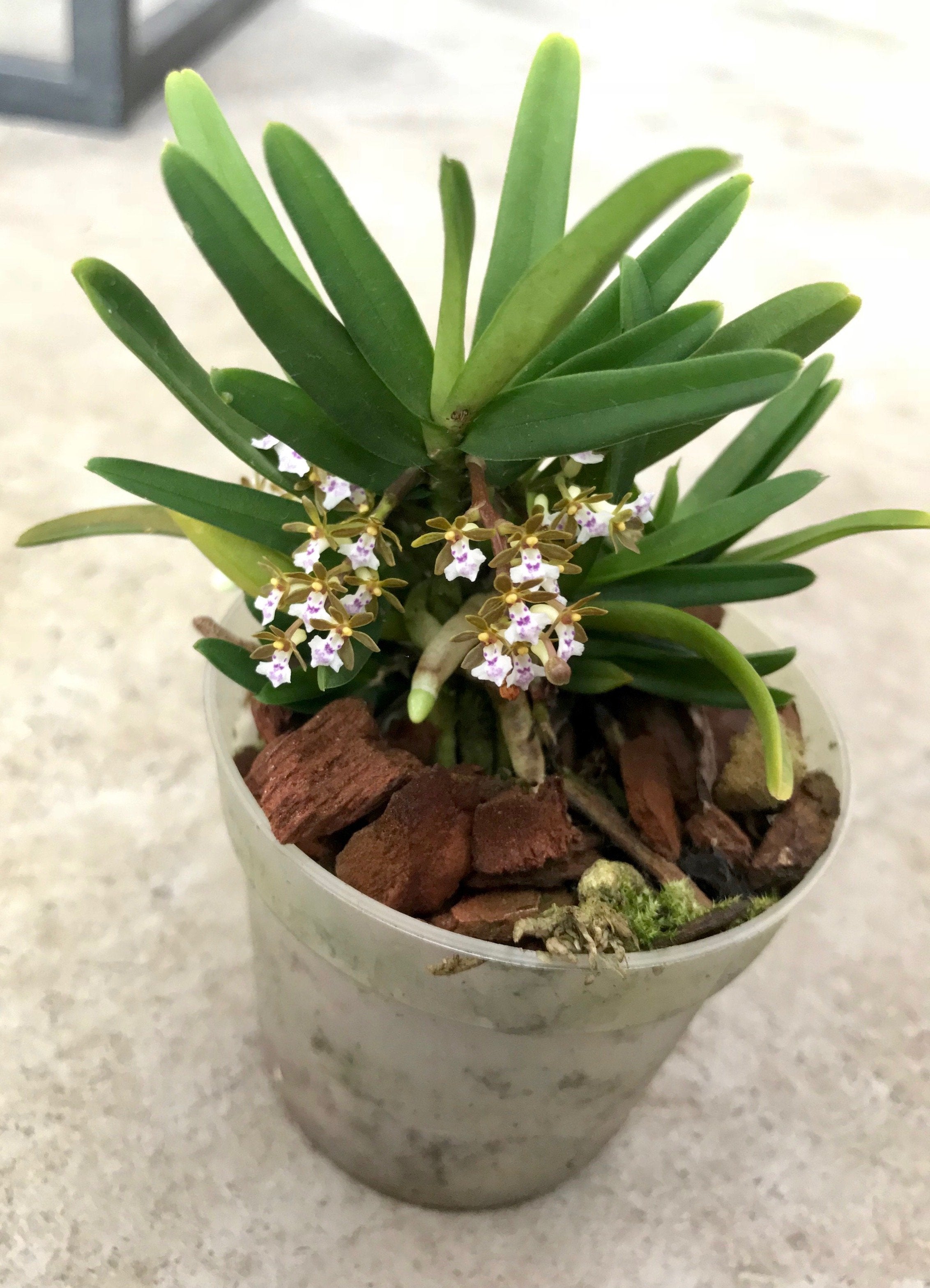 Trichoglottis triflora