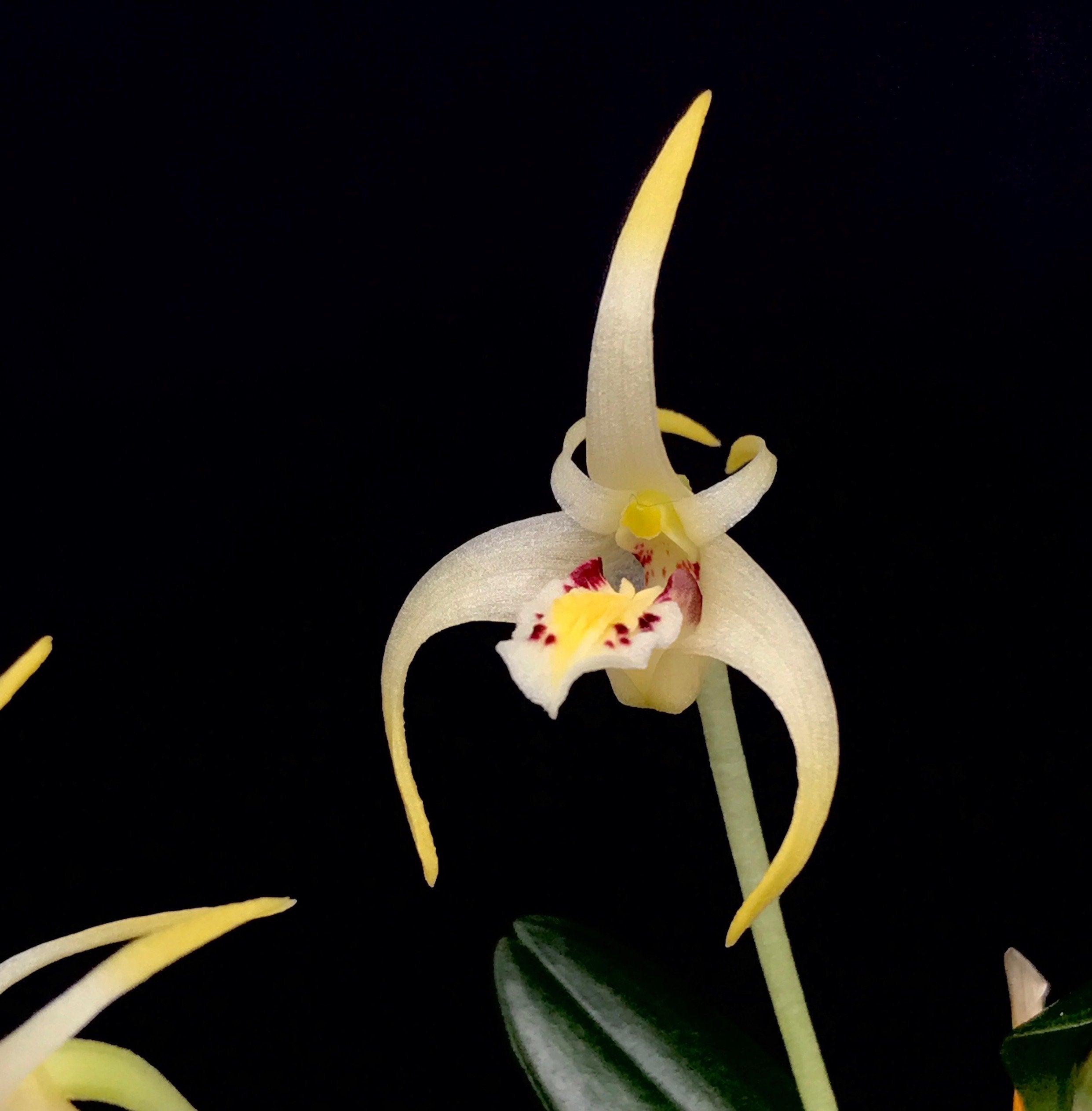 Diplocaulobium chrysotropis