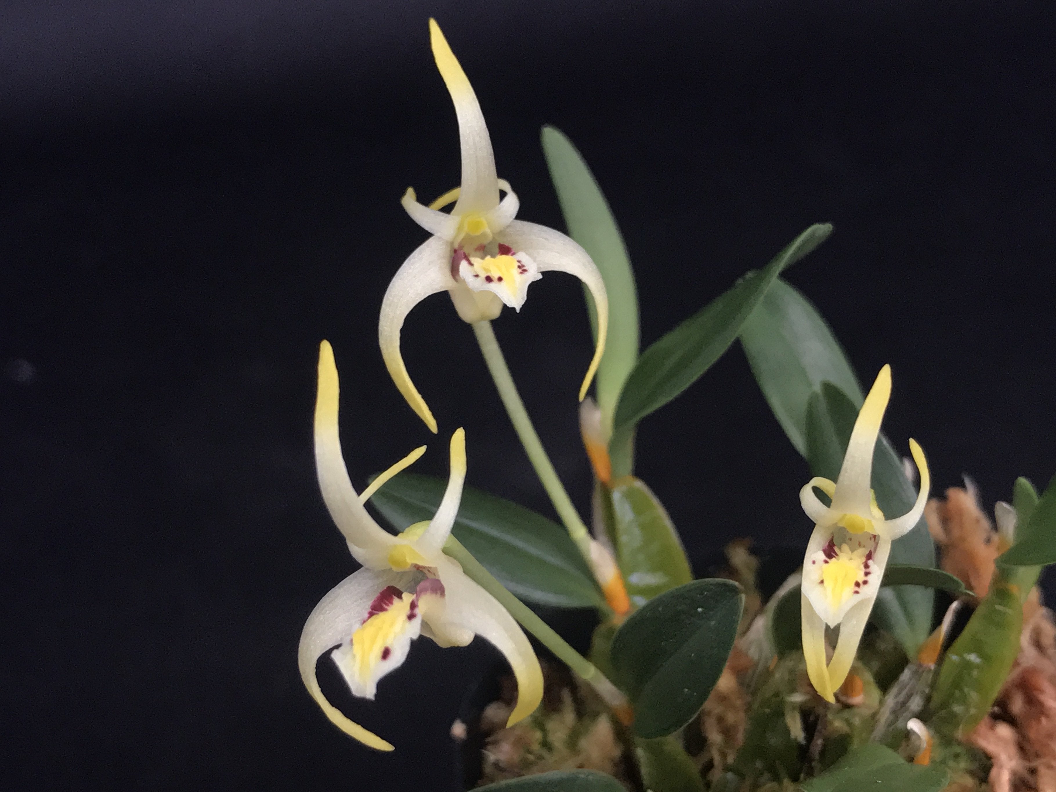 Diplocaulobium chrysotropis