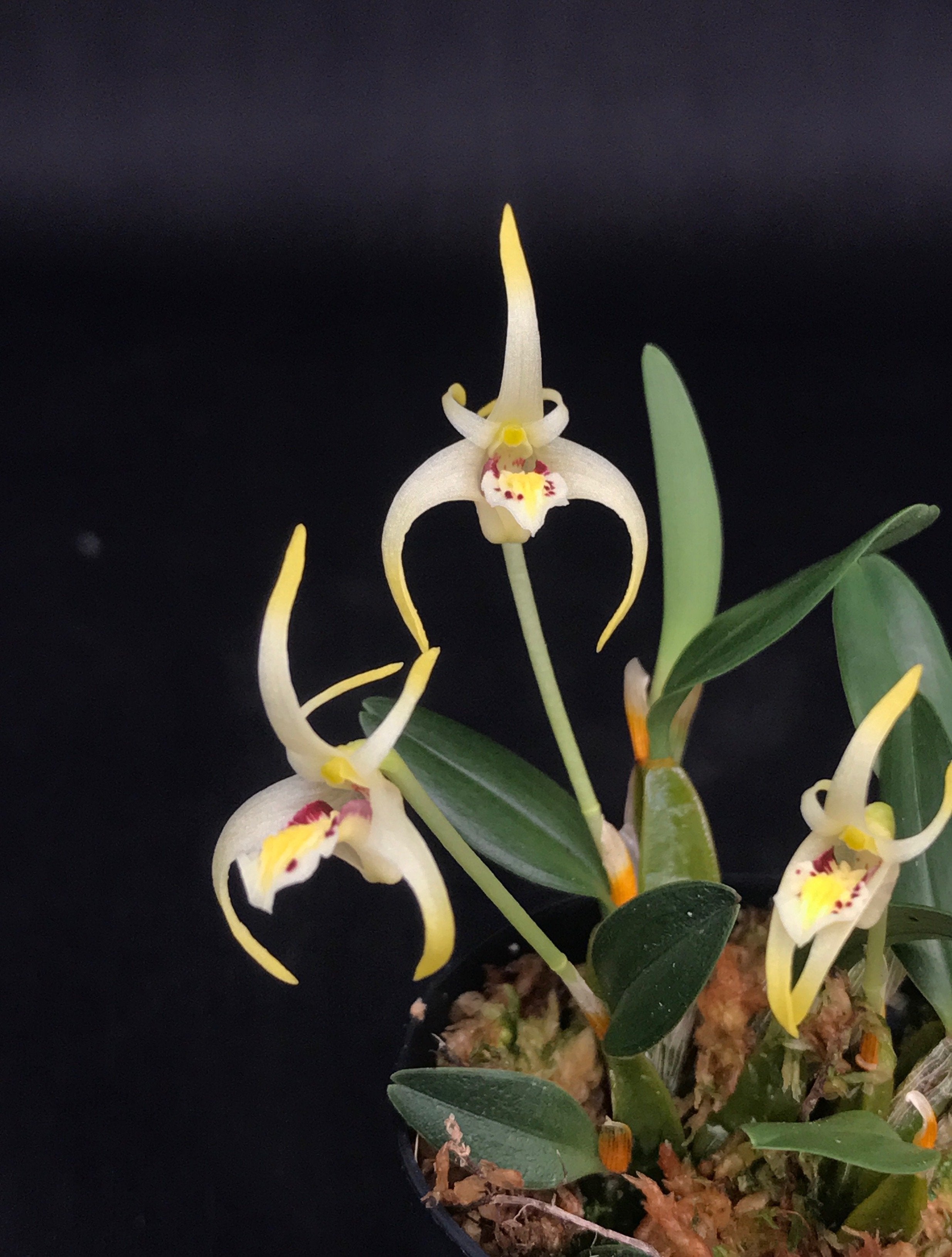 Diplocaulobium chrysotropis