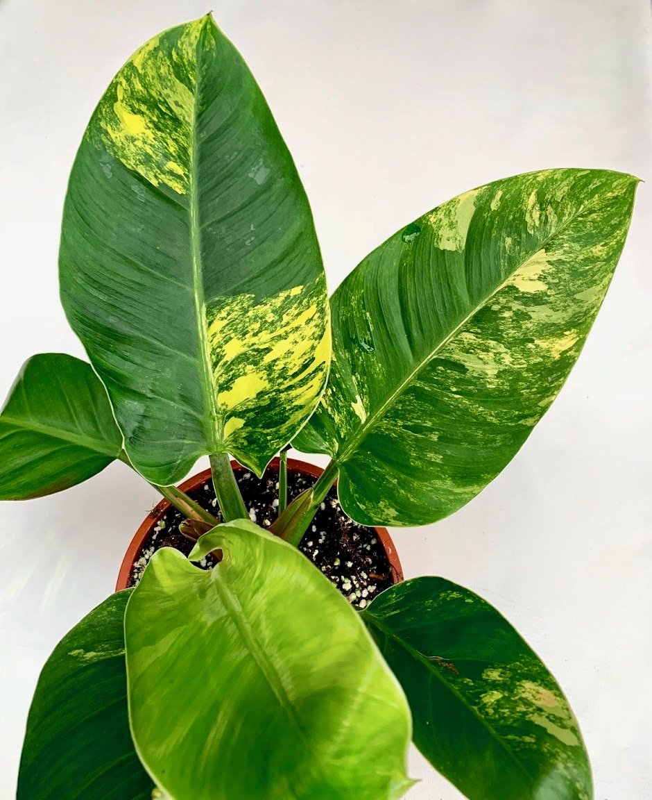 Philodendron Green Congo Marble Variegated "Groß"