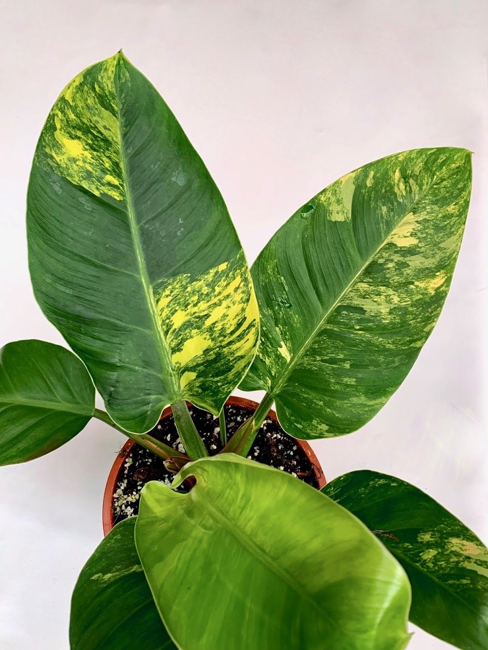 Philodendron Green Congo Marble Variegated "Groß"