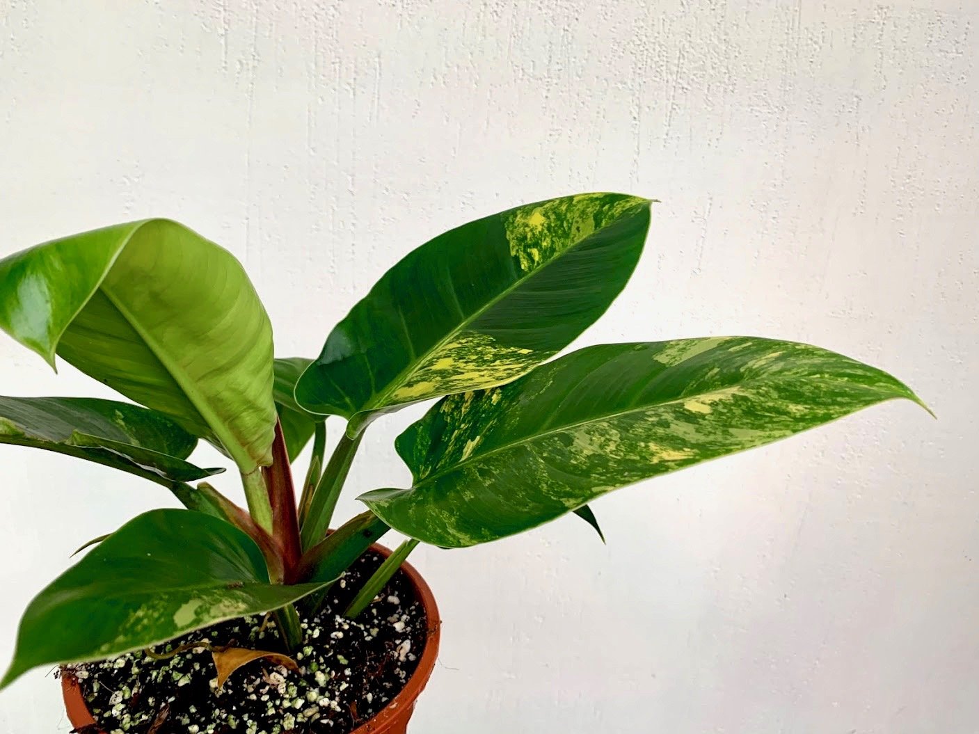 Philodendron Green Congo Marble Variegated "Groß"
