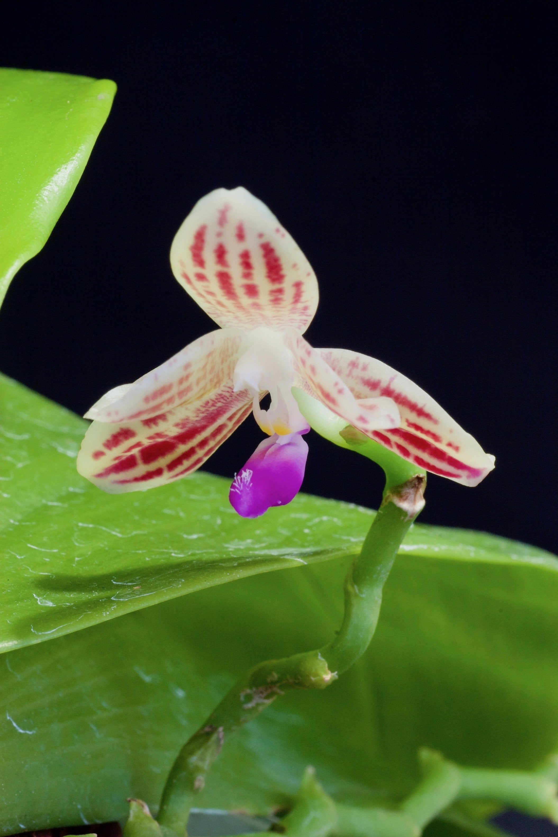 Phalaenopsis javanica "Big"