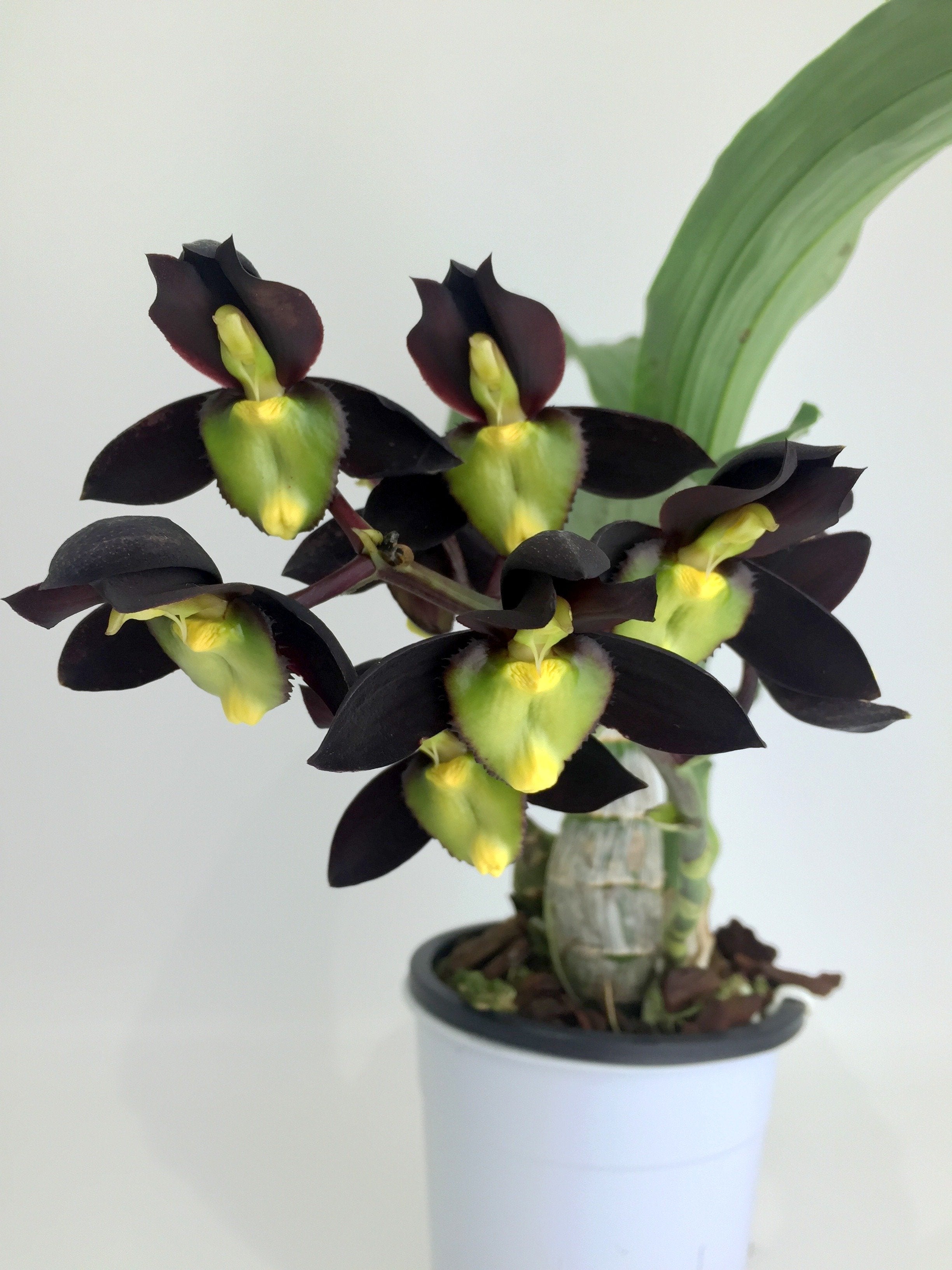 Catasetum tenebrosum (Big Plant)