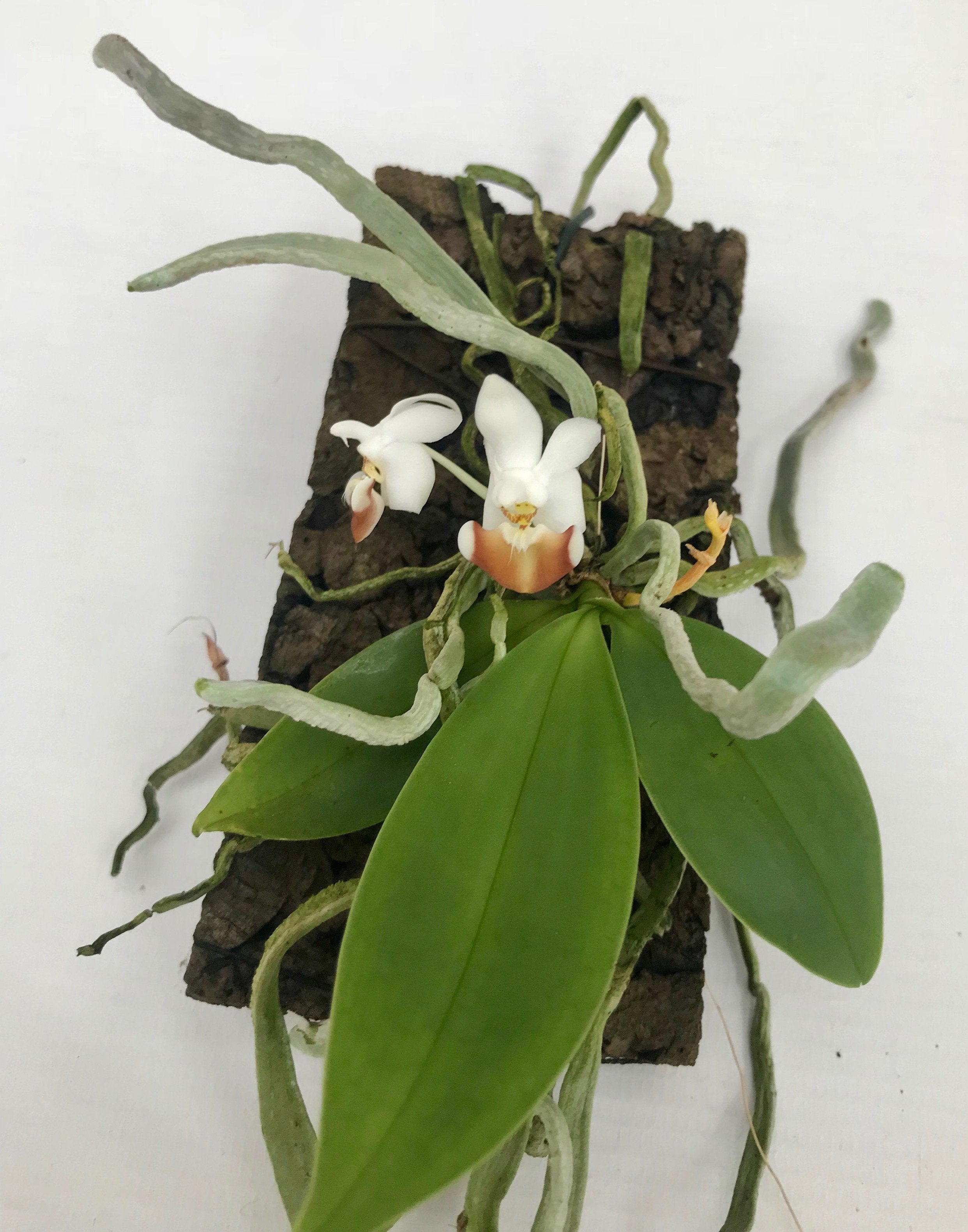 Phalaenopsis lobbii