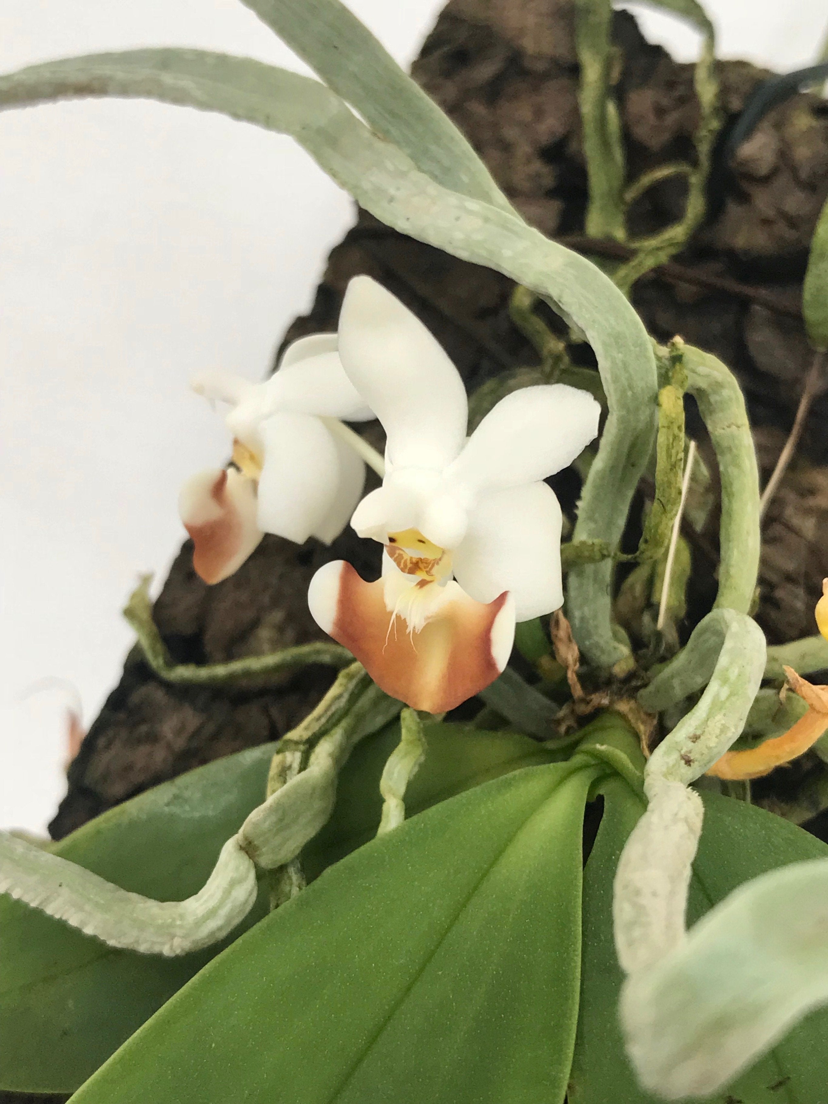 Phalaenopsis lobbii