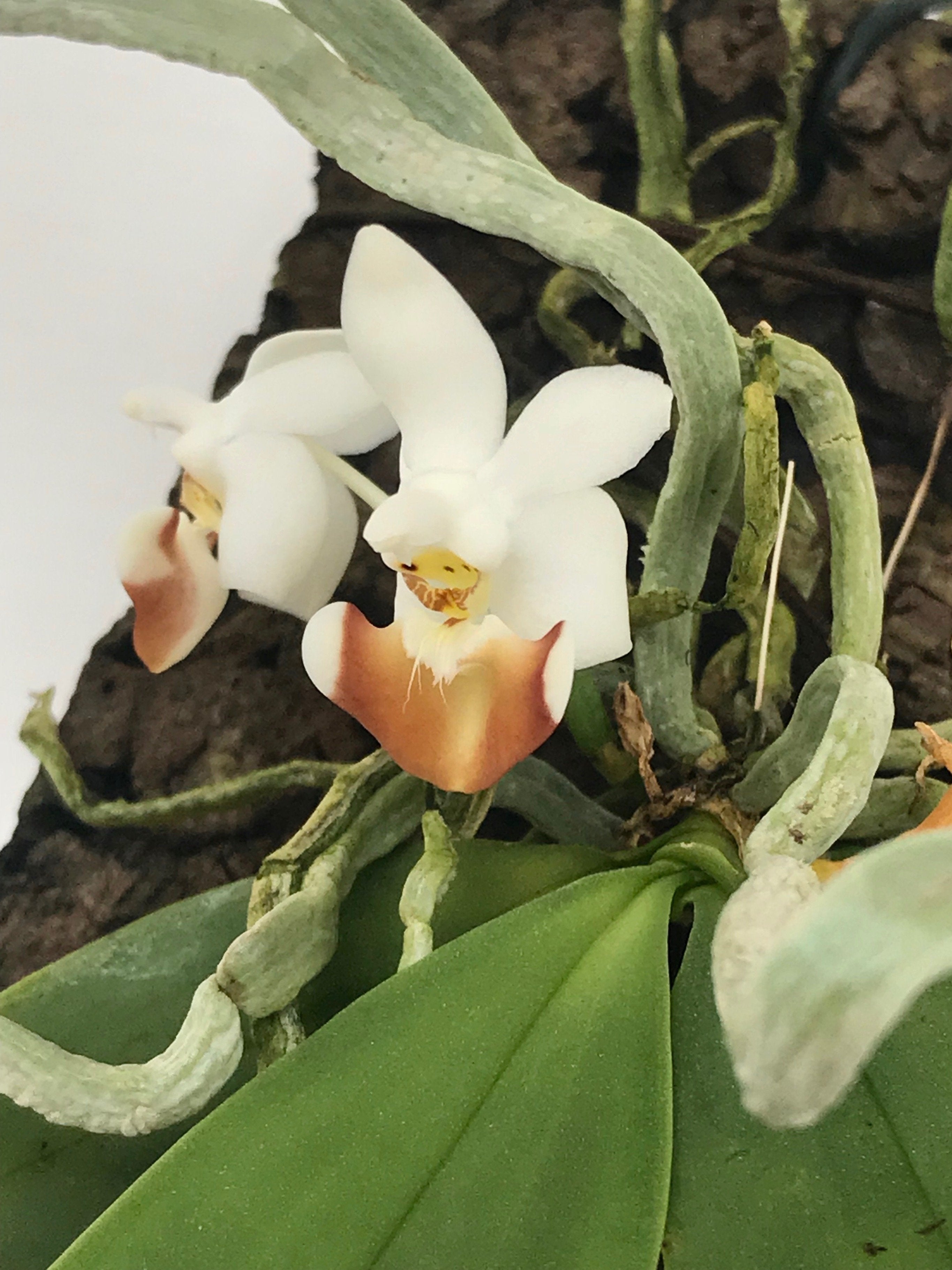 Phalaenopsis lobbii