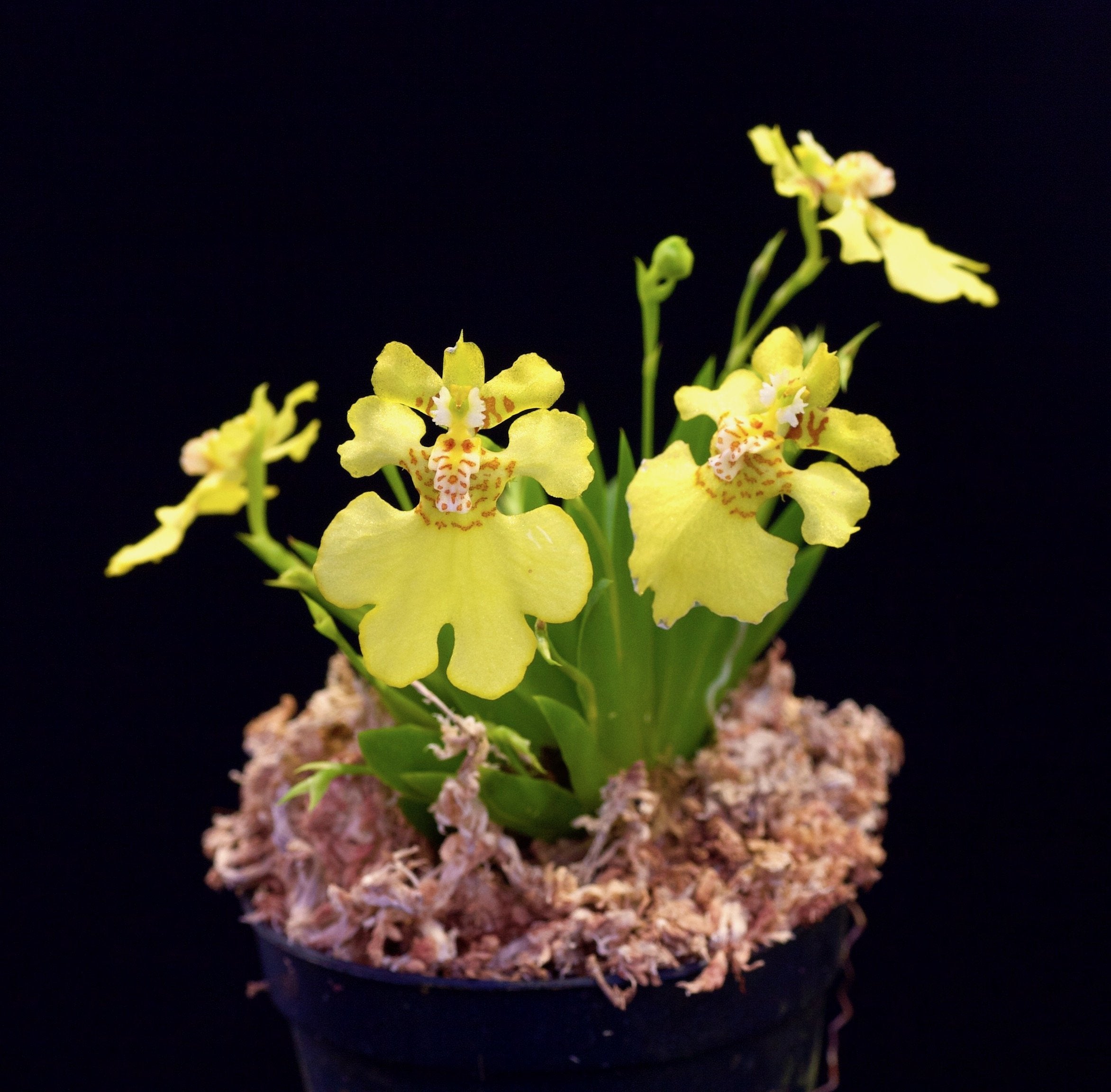 Psychmorchis pusilla “2 plants“