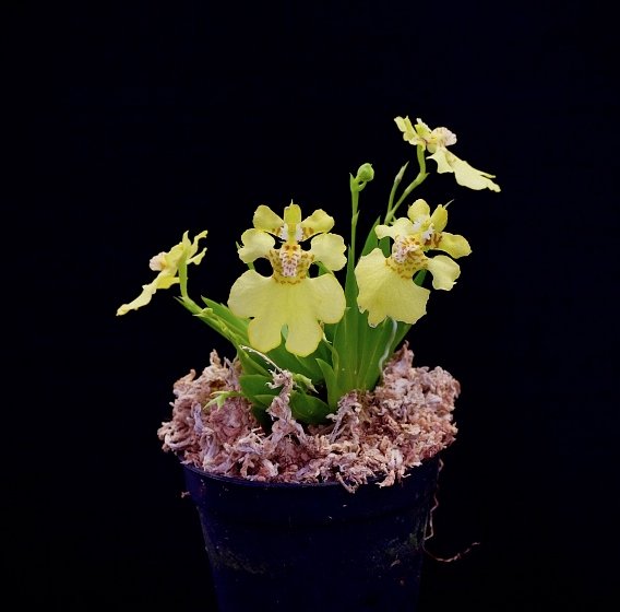 Psychmorchis pusilla “2 plants“