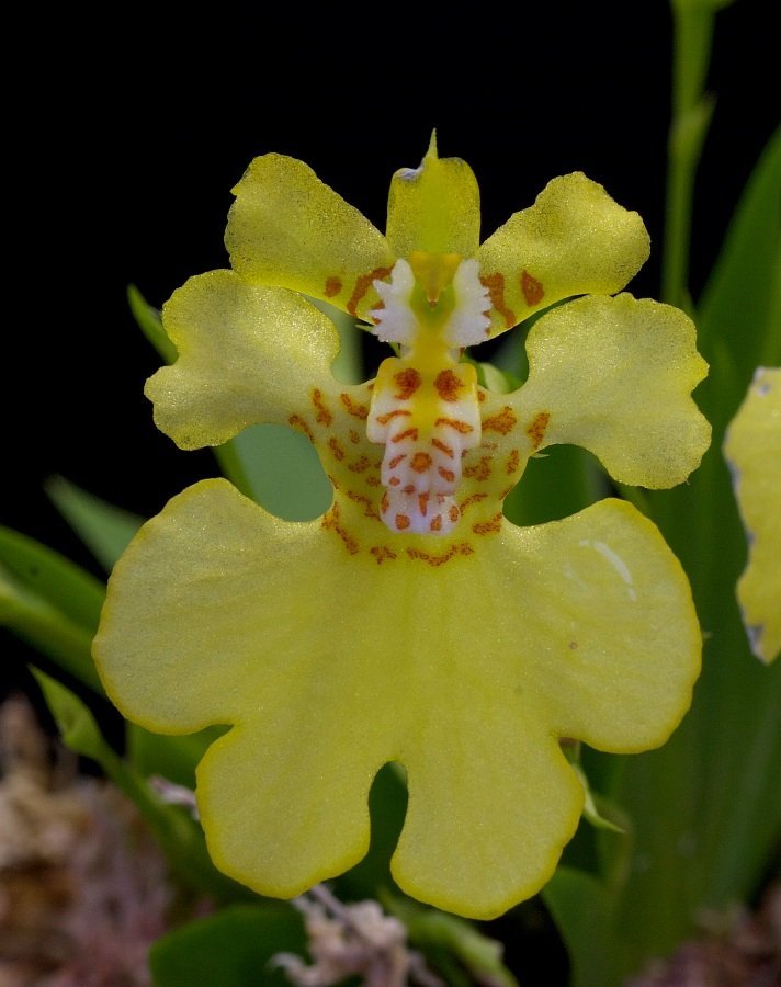Psychmorchis pusilla “2 plants“