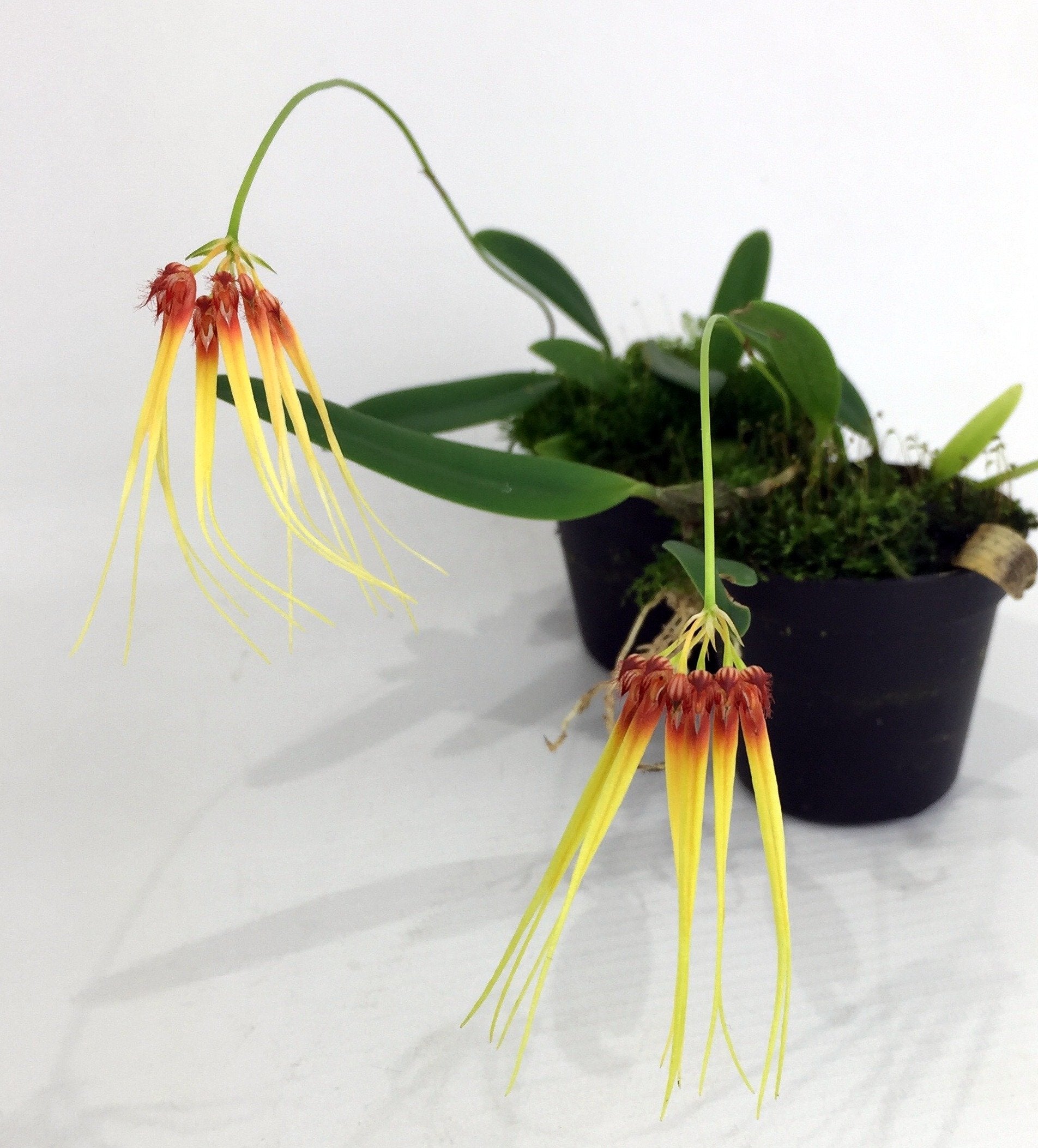 Bulbophyllum hirundinis