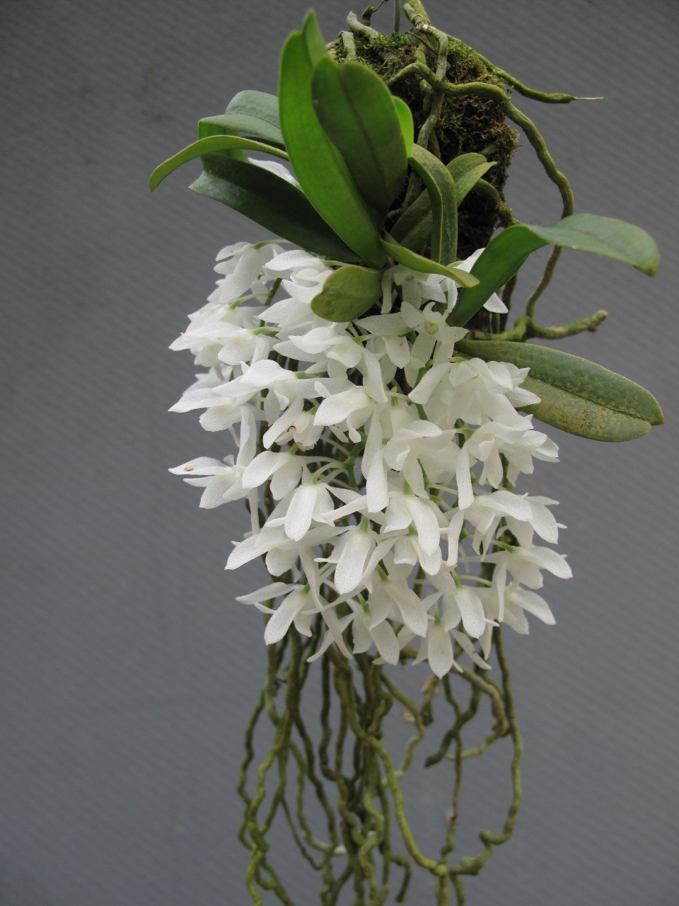 Mystacidium braybonae