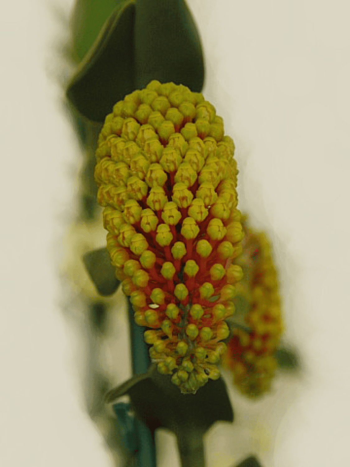 Robiquetia cerina 'Red'