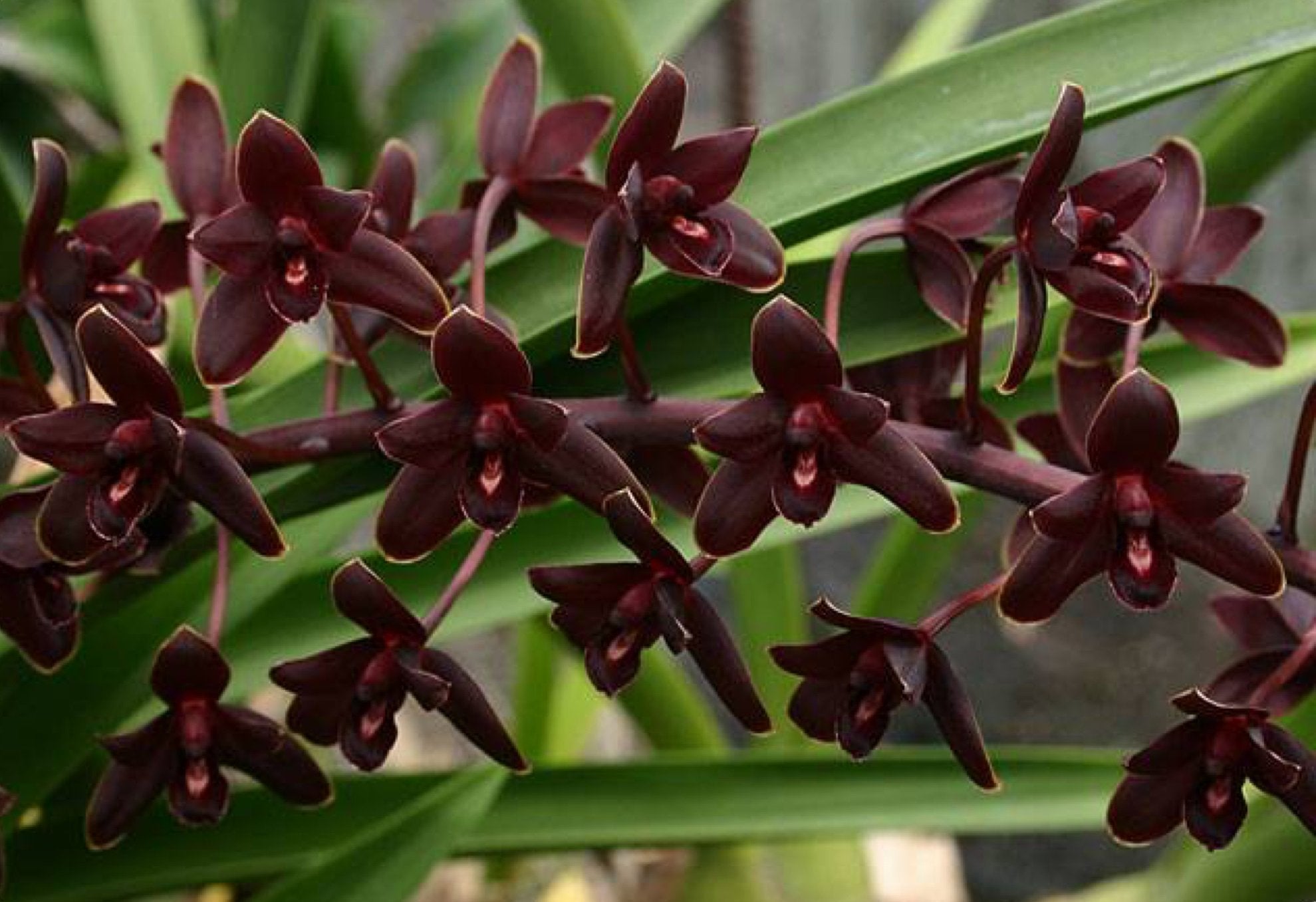 Cymbidium Little Black Sambo "Black Magic"